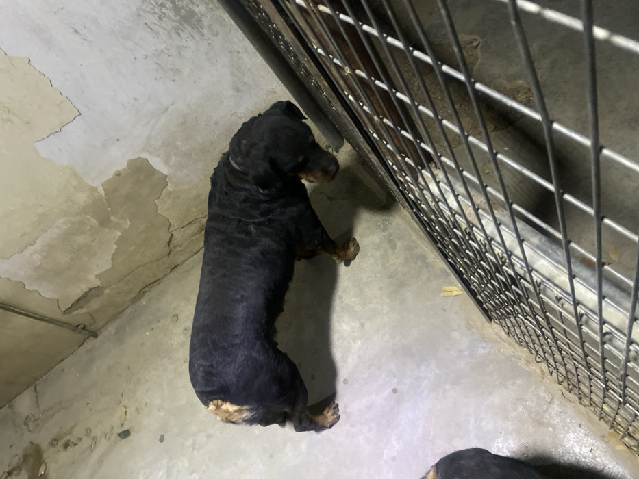 A black and tan Rottweiler lies on the floor, next to a metal cage. The dog is resting, with its head near the bars of the cage. The floor appears to be concrete, with some areas showing cracks or peeling paint. The lighting is somewhat dim, casting shadows from the cage onto the floor. Another dog can be seen on the bottom of the frame.