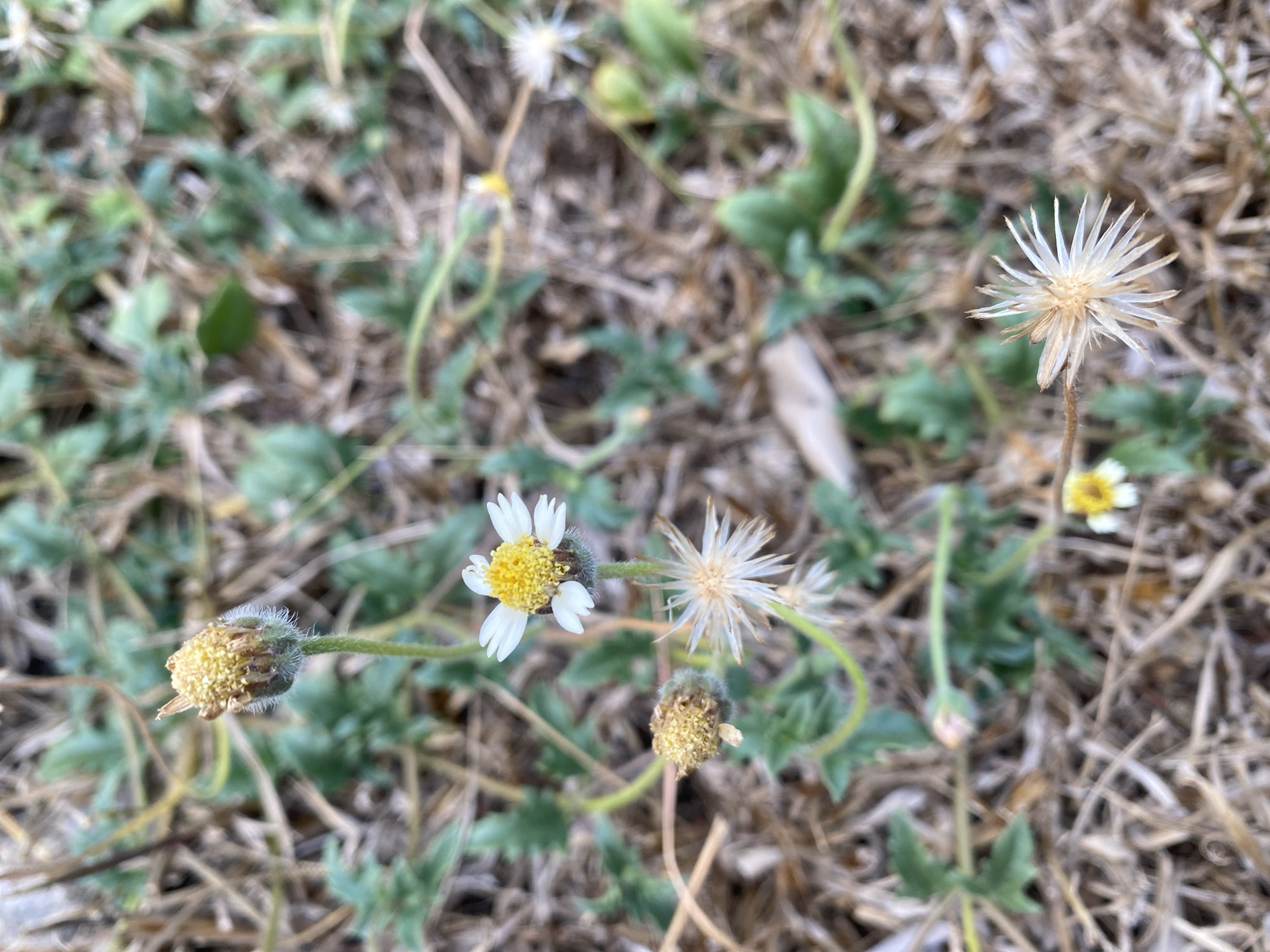 The image shows a close-up of a patch of dry grass and green weeds, with several small flowers. In the foreground, a single white and yellow flower is in focus. To its left, a wilting flower with white, spiky petals is visible. To the upper left of the blooming flower, a small, fuzzy bud is also present. The background is a blur of dry grass and some green foliage. The scene appears to be an outdoor environment in Banjarbaru, Indonesia, likely a garden or a neglected area of land. There are no people or animals depicted in the image.