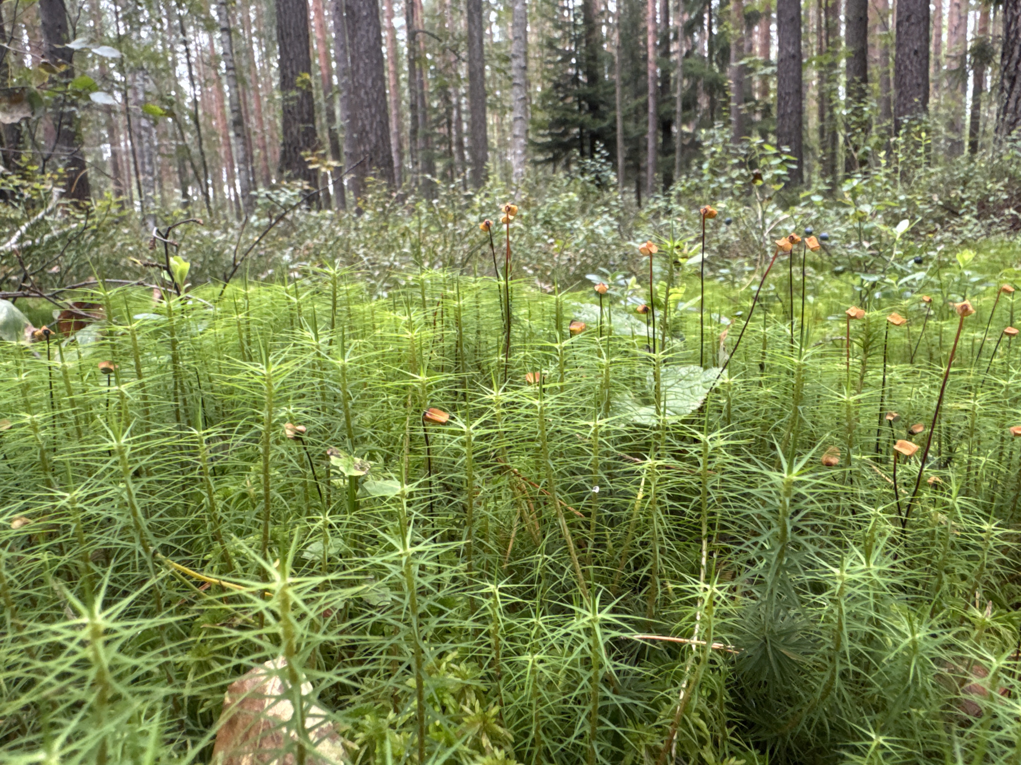 The image depicts a forest floor in Vsevolozhsk, Russia, dominated by lush green moss and a dense undergrowth of pine trees. The moss, which appears to be Lycopodium, forms a carpet of intricate, needle-like structures. Scattered among the moss are numerous small, orange-brown spore-bearing capsules, indicative of the reproductive stage of the Lycopodium. The background reveals a dense forest with tall pine trees, their trunks varying in color from dark brown to reddish-brown, interspersed with lighter-colored birch trees. The overall impression is one of a natural, untouched woodland environment, with the focus on the delicate flora of the forest floor. There are no people or animals visible in the image.