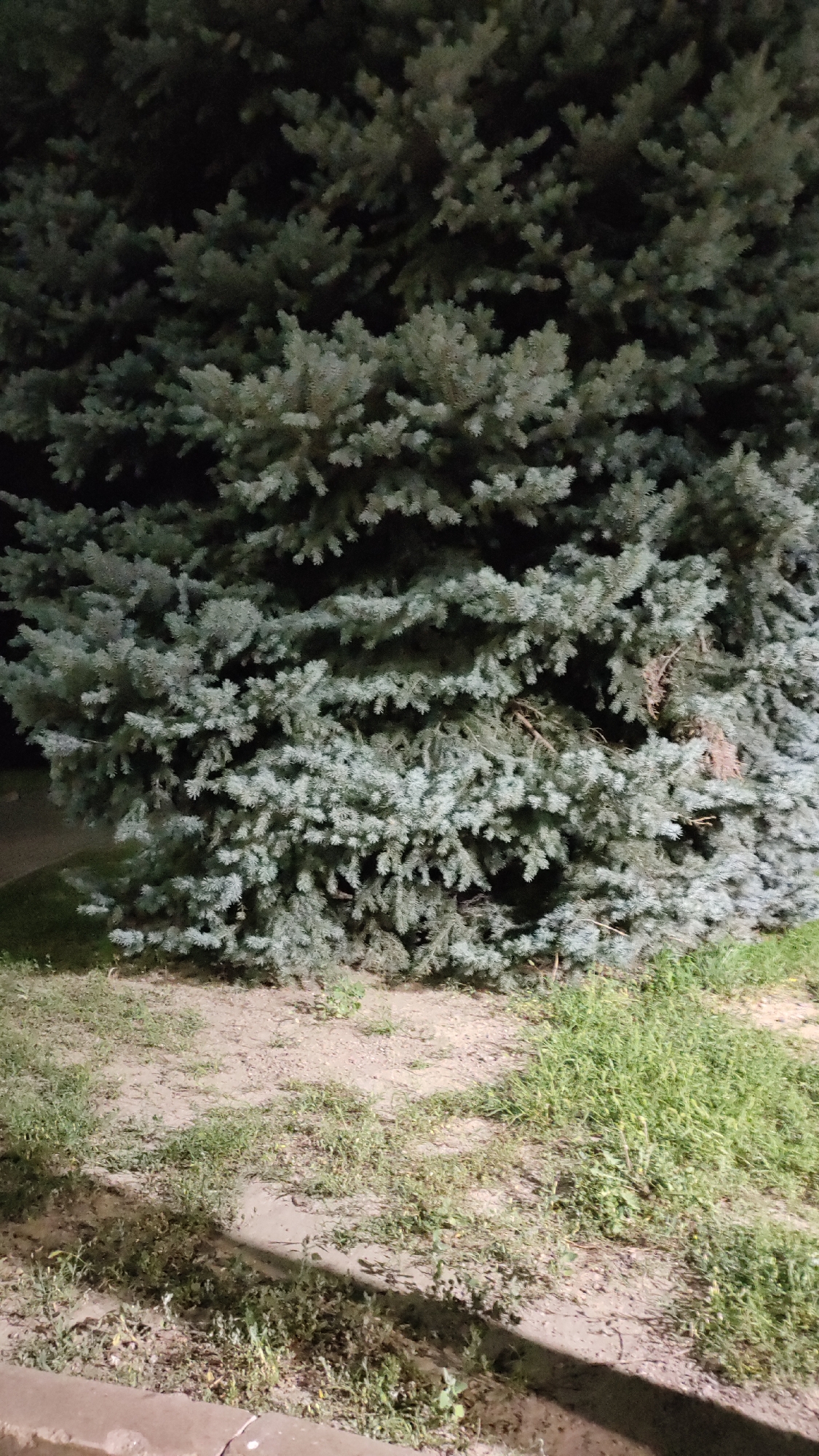 A close-up, low-angle shot captures a dense, blue spruce tree at night. The tree fills most of the frame, its blue-green needles illuminated by artificial light, creating a slightly ethereal glow against the dark background. At the bottom of the image, a patch of dry, sandy soil with sparse green grass is visible, and a concrete curb runs along the very bottom edge. The scene appears to be outdoors in a park or residential area.