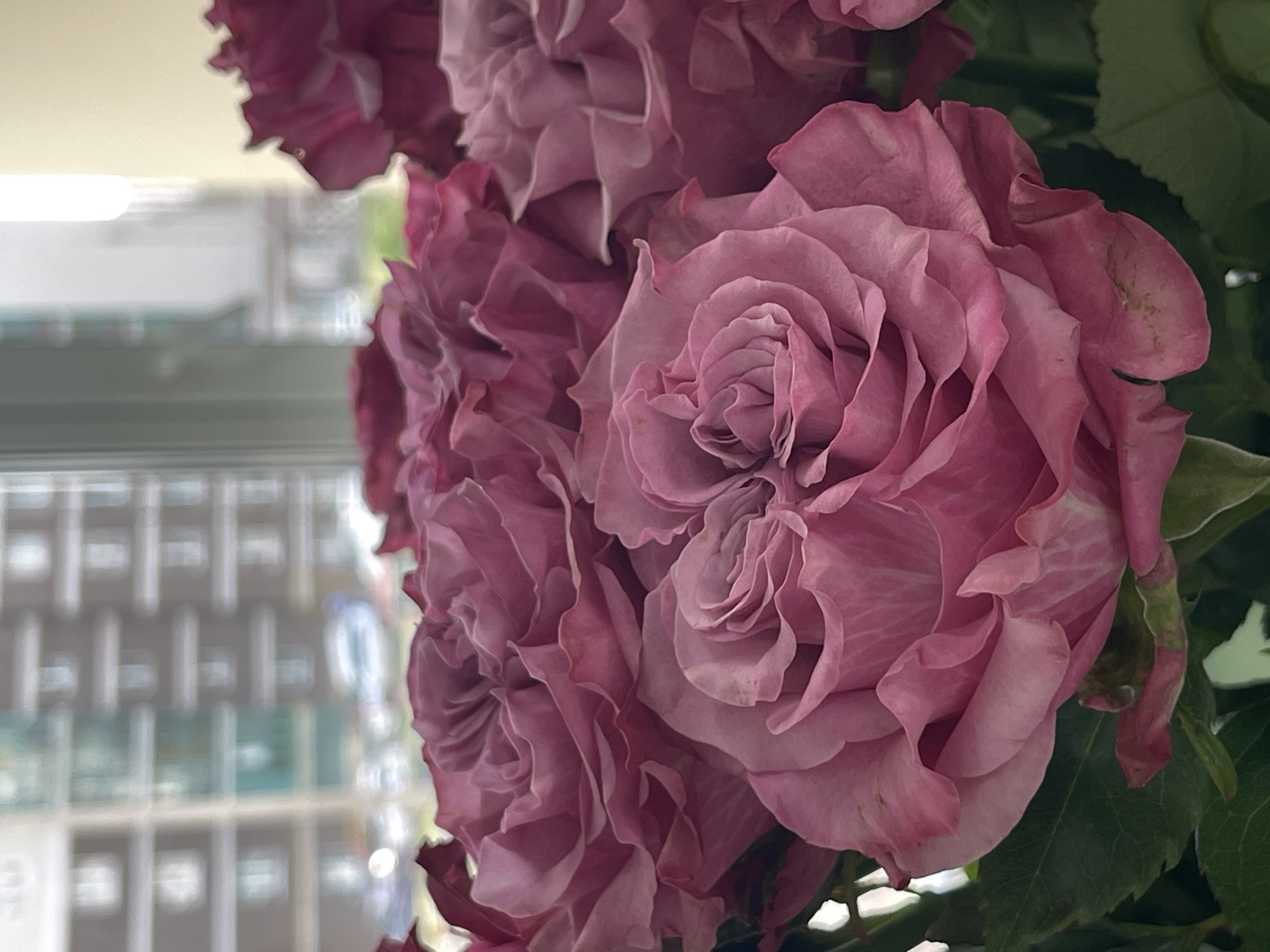 A close-up, vertical shot showcases a bouquet of pink roses positioned in the foreground, with a blurred urban landscape visible through a window in the background. The roses, with their tightly furled petals, are the primary focus. Behind them, a window offers a view of a building with repetitive window patterns and a street scene below, though details are indistinct due to the shallow depth of field. The lighting appears natural, suggesting an indoor setting with daylight filtering through the window.