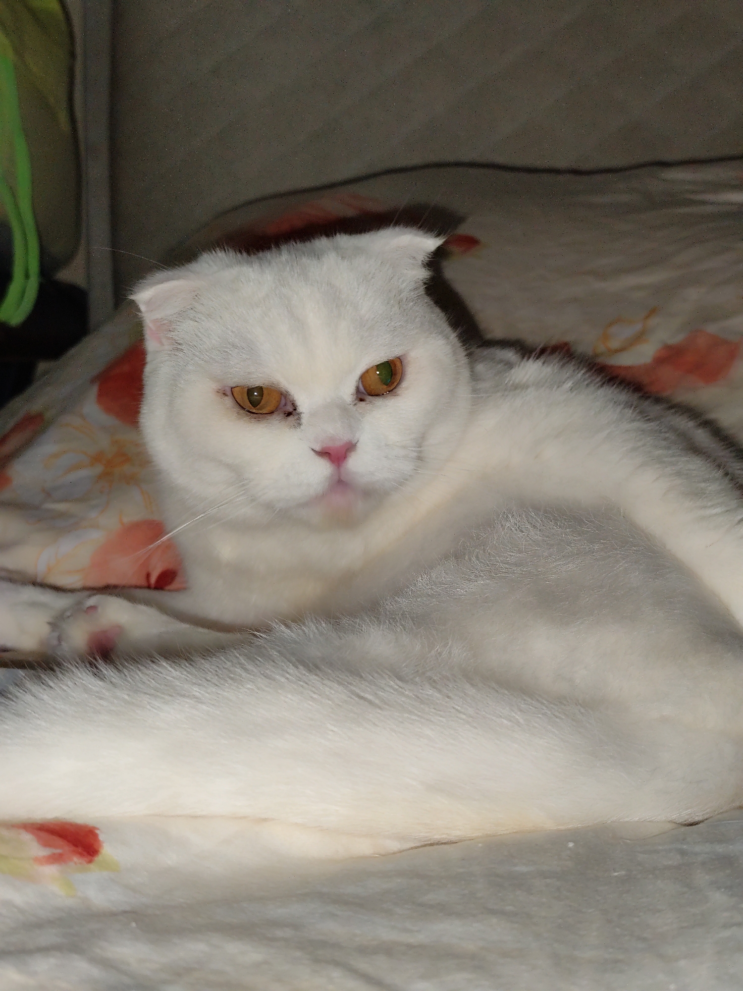 A white Scottish Fold cat with amber eyes and a pink nose lies on a bed with a floral-patterned pillow. The cat's tail is curled around its body. The location is implied but not visible within the image.
