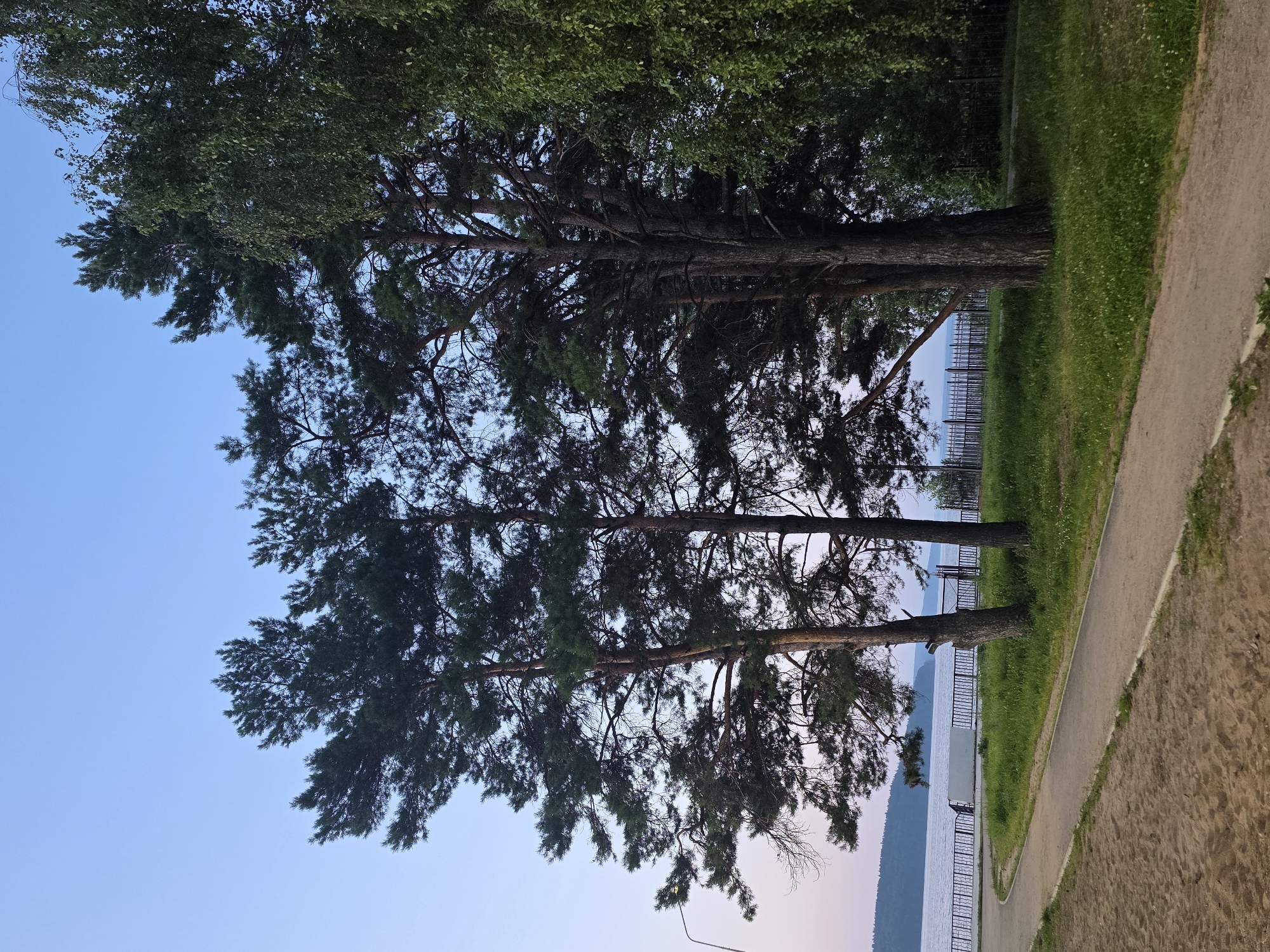 The image depicts a tranquil waterside scene at dusk in Chaikovsky, Russia. Tall pine trees with dark green foliage dominate the foreground, their branches reaching towards a pale blue sky. To the right, a birch tree with lighter green, feathery leaves adds contrast. A paved pathway winds through the scene, bordered by sandy ground on the left and green grass on the right. A black metal fence separates the grassy area from the water. Beyond the fence, a calm body of water stretches to the horizon, with a distant, tree-covered shoreline visible. A single person is walking along the pathway in the distance. A lamppost stands to the left of the frame, indicating a public park or promenade. The overall atmosphere is serene and natural.