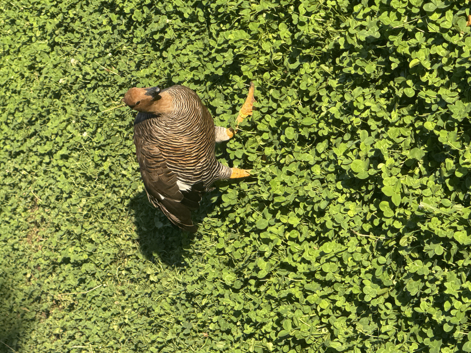 An adult waterfowl, appearing to be a Upland Goose based on its distinctive brown and white striped plumage and orange legs and feet, stands in a dense field of clover. The bird is positioned in the center-right of the frame, facing slightly towards the viewer. Sunlight casts shadows across the vibrant green clover, indicating an outdoor setting during daylight. The background is entirely composed of the clover field, with no other elements or structures visible. There is no information in the image to suggest a location in Orlivshchyna, Ukraine.
