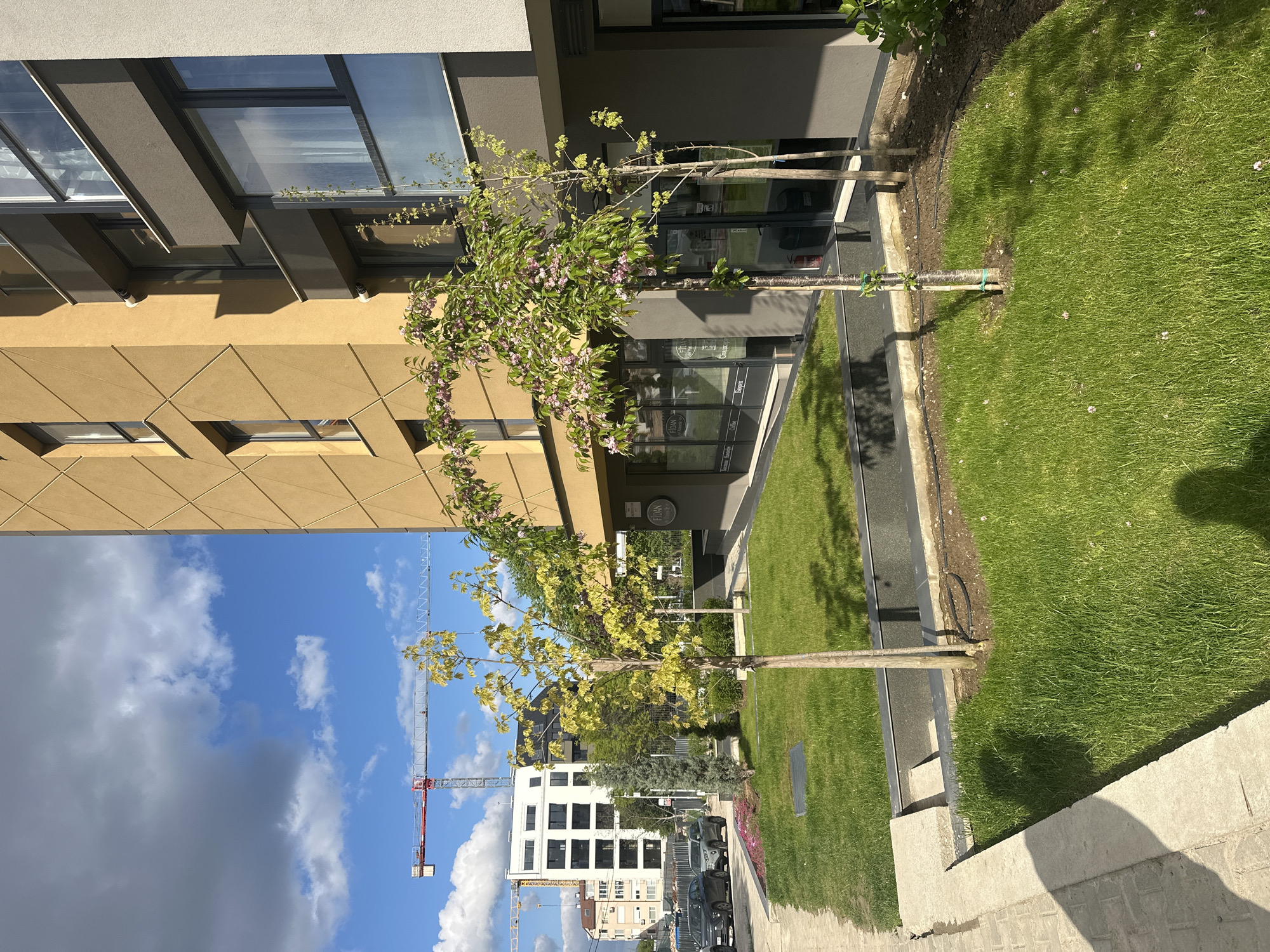 The image captures an urban landscape in Sofia, Bulgaria, showing a modern building with a tan and gray facade juxtaposed against a blue sky with scattered clouds. A construction crane is visible in the background, indicating ongoing development. Two young trees are planted along the building's edge, one with pink blossoms and the other with yellow-green leaves. The trees are supported by wooden stakes and are surrounded by a strip of green lawn. In the background, a white apartment building and parked cars can be seen, adding to the urban context. The image is captured from an elevated position, providing a comprehensive view of the scene.