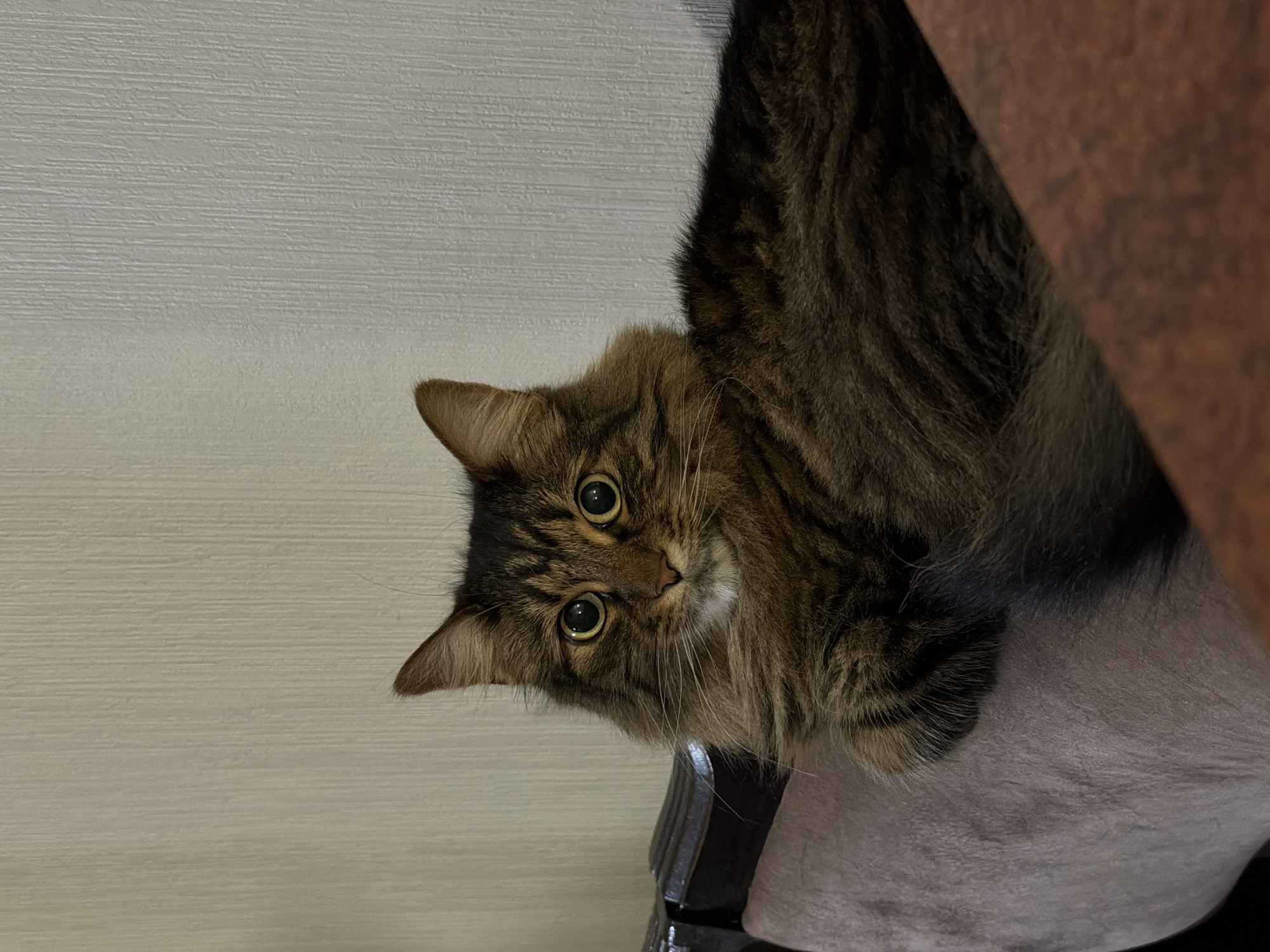 A medium shot depicts a long-haired, brown tabby cat with yellow-green eyes, peering from the top of a cushioned chair or perch. The cat's head is tilted to the left. The chair has dark-colored, ornate legs that are only partially visible. A cream-colored textured wall is in the background to the left of the cat. An out-of-focus brown surface, possibly part of the chair or another object, is visible to the right. The location is unknown.