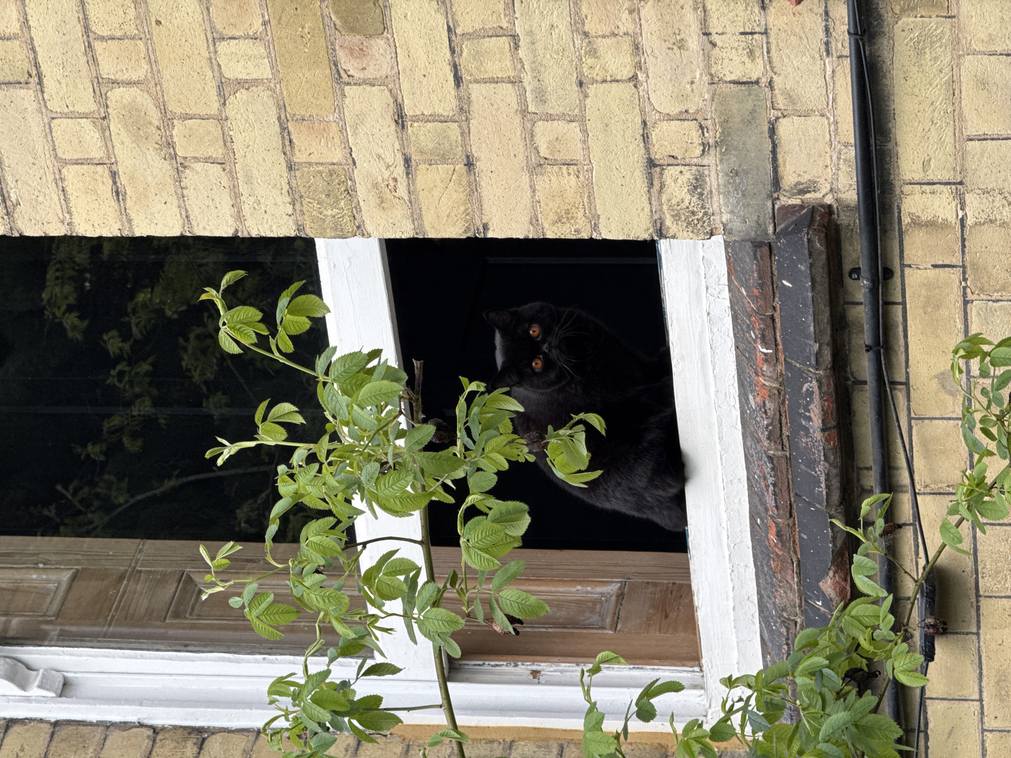 A black cat with golden eyes is peering out of an open, lower-level window, framed by greenery, in what appears to be a brick building. The window frame is painted white, while the surrounding brickwork is a pale yellow. A black pipe runs vertically along the building's exterior to the right of the window. The lower window pane features a wooden design.