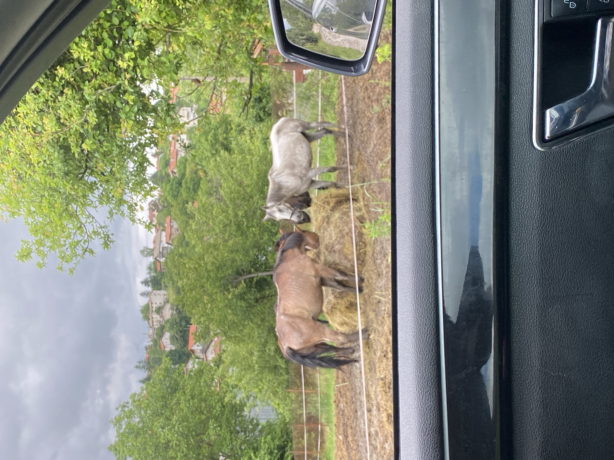 This image, taken from inside a vehicle looking out a side window, depicts a rural scene in Bankya, Bulgaria. The left side of the frame shows the car's black interior door panel with a chrome handle and glossy trim. A side mirror is visible in the upper central portion, reflecting a glimpse of the surrounding environment.
In the foreground, two horses are situated within a fenced paddock. A brown or bay-colored horse stands prominently on the right, facing away from the camera, near some hay. Further back and slightly to the left, a light grey or dapple grey horse, wearing a halter, stands near another pile of hay. White electric fence lines stretch across the enclosure, which has dry, earthy ground.
Beyond the paddock, a dense landscape of vibrant green trees and foliage covers a hillside. Nestled among these trees, in the middle ground, are numerous houses featuring light-colored walls and distinct reddish-orange tiled roofs, characteristic of a village or residential area. The sky above is overcast and grey, indicating cloudy weather during daylight hours. No specific activity is occurring beyond the horses being in their enclosure. There is no visible text in the image.