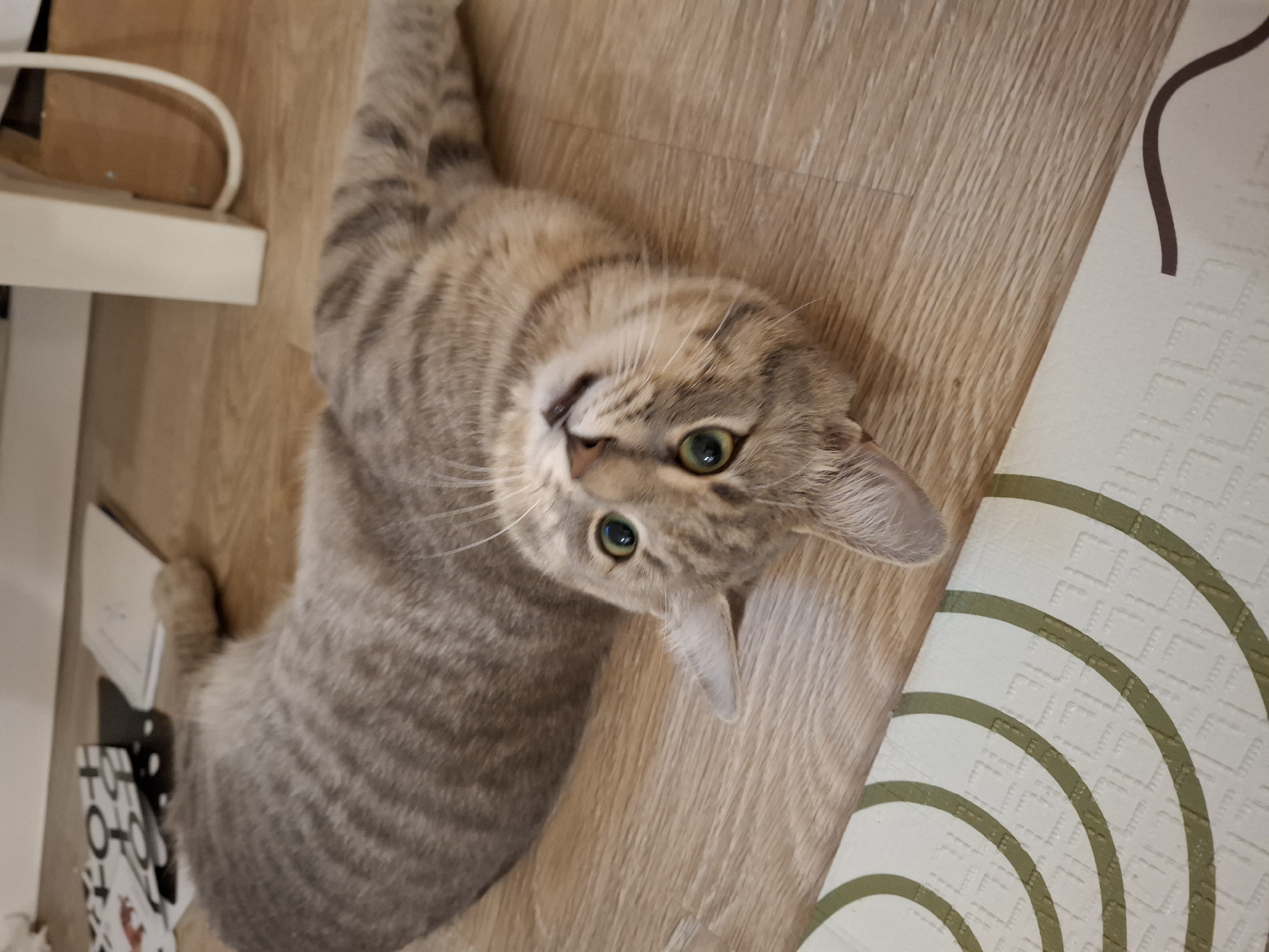 A grey tabby cat lies on its back on a wooden floor, looking upwards with its green eyes. The cat's body is stretched out, and its paws are in the air. In the background, a white table leg and some papers are visible. The floor is light brown wood with visible grain. A section of a mat with green circular patterns is present in the foreground. No information regarding the location in the city of Zemun Urban Municipality, Serbia, is discernible from the image.