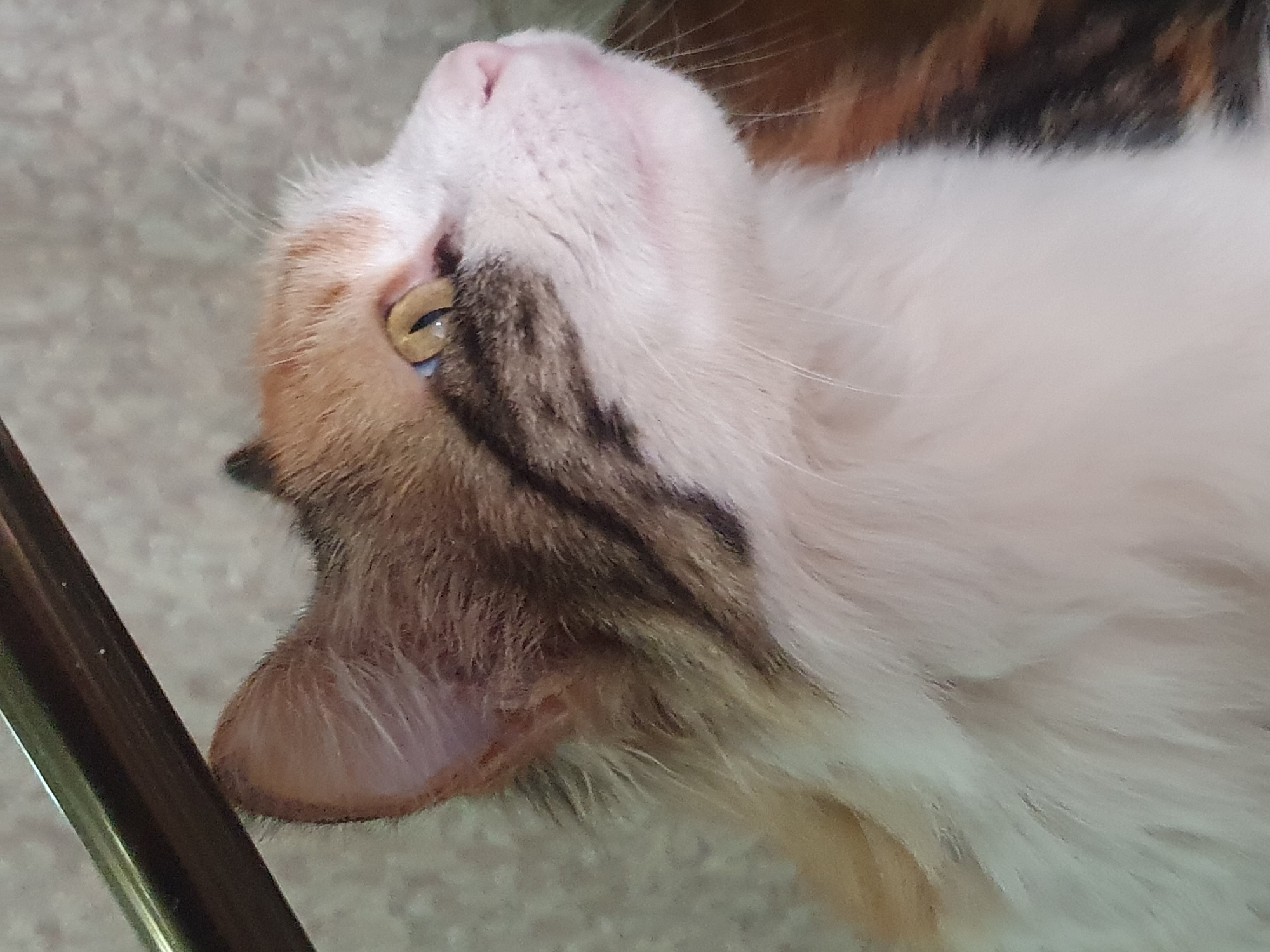 A close-up, overhead shot shows the face and chest of a calico cat, viewed from above. The cat is lying on a light-colored, textured surface, possibly carpet or a similar fabric. Its head is tilted back, revealing a pink nose and a closed eye with a visible yellow iris and a slit pupil. Dark brown and white fur are prominent, with a distinct pattern of dark stripes running from the eye area. The cat's ear, a soft pinkish-tan color with fine white hairs, is clearly visible on the left side of the frame. A thin, dark, metallic object, possibly part of a piece of furniture, runs along the left edge of the image. The lighting is soft, suggesting an indoor environment. There is no visible text in the image. The setting appears to be a domestic space in Shiraz, Iran.