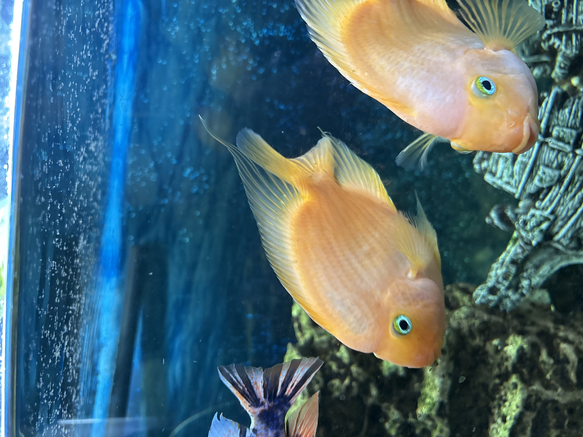 Two orange parrot cichlid fish are swimming in an aquarium. The fish have round bodies and bright blue eyes. One fish is in the foreground, facing right, while the other is slightly behind it, also facing right. In the background, another fish with blue, black, and orange markings is visible on the left side of the frame. The aquarium contains green and gray decorative rocks. The water is clear and blue, with small bubbles visible near the surface, indicating aeration. There are no people or any recognizable structures from the city of Павлово, Russia in this image.