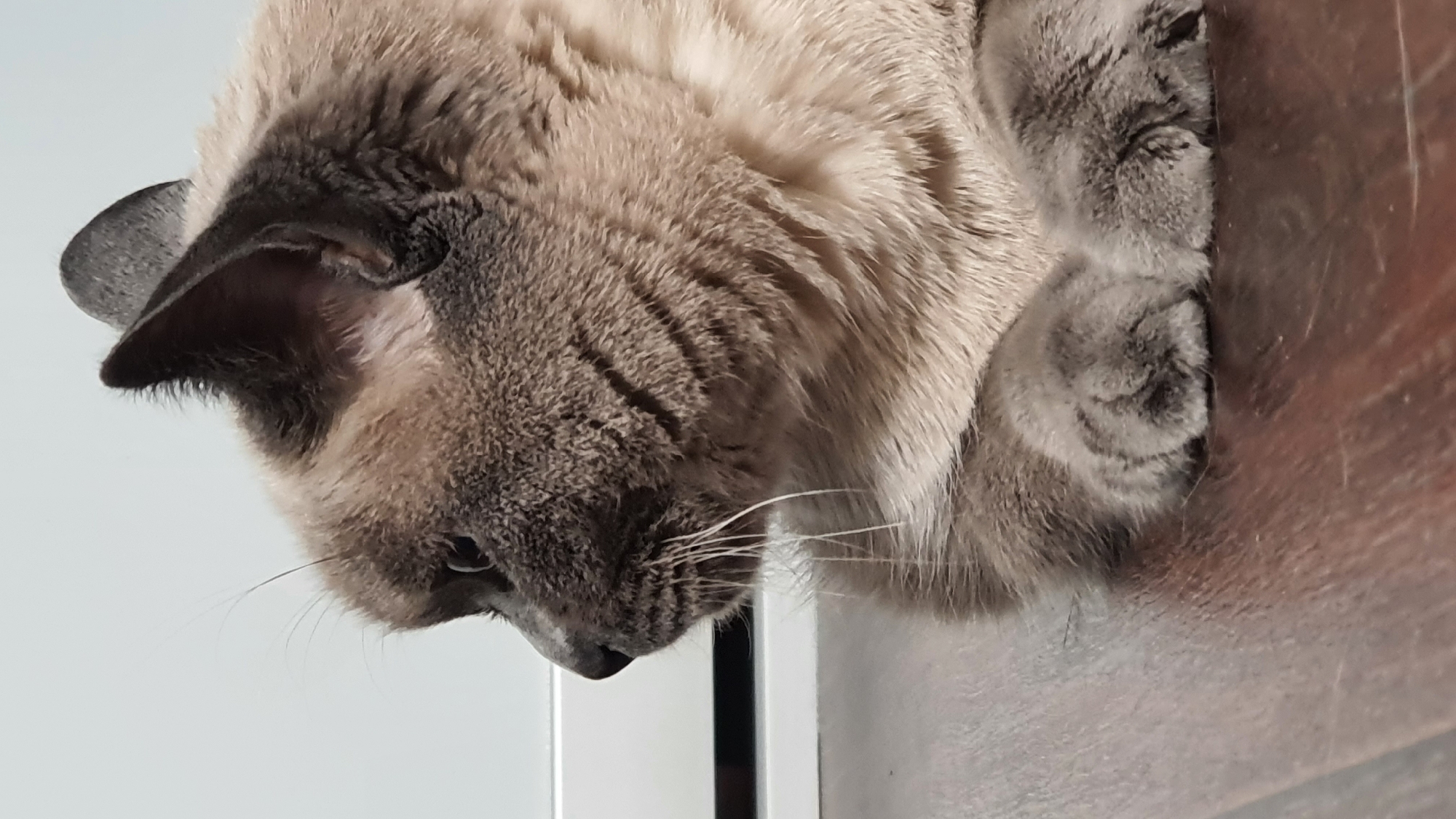 A close-up, profile view captures a Siamese cat lying on a dark wooden floor. The cat's fur displays the characteristic color points, with a darker grey face and ears contrasting with its lighter cream-colored body. Its eyes are partially open, and its whiskers are long and white. The background consists of a white wall with a horizontal line that appears to be a baseboard or a piece of furniture. There is no indication of the cat's location in Krasnoyarsk, Russia.