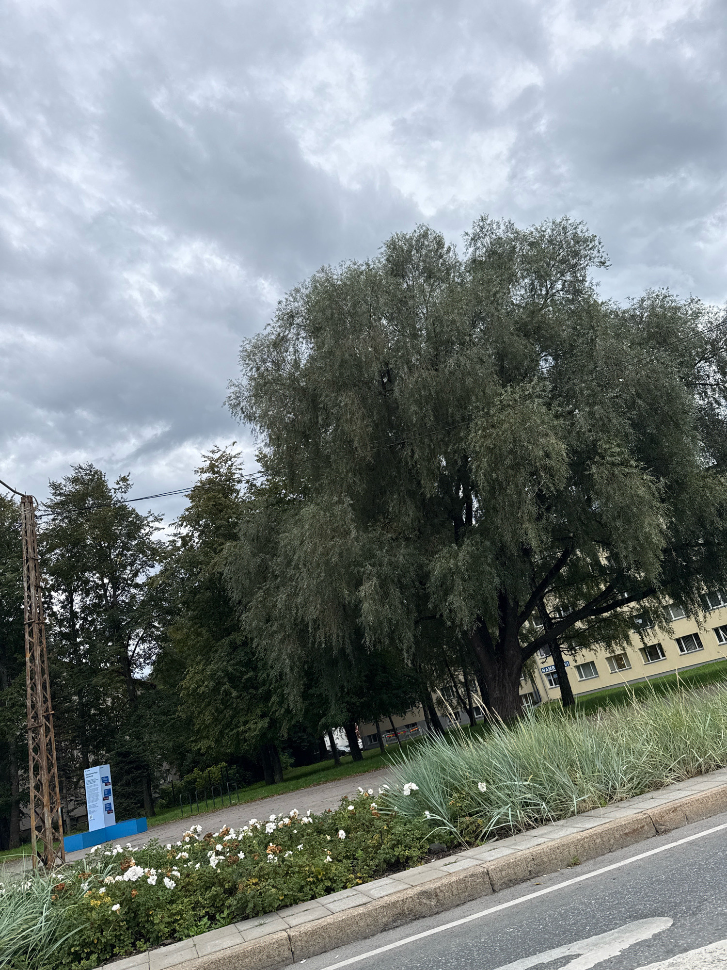 The image shows a street scene in Tallinn, Estonia, under a cloudy sky. A large tree with drooping branches dominates the right side of the frame, with a light yellow building visible behind it. In the foreground, a patch of grass and white flowers lines the sidewalk next to a road. A rusty metal pole with wires is present on the left side of the image, and a blue and white informational sign is also visible. There are no people or animals in the image.