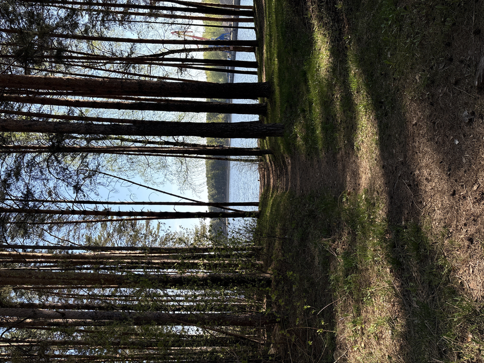 The image depicts a view through a dense forest towards a body of water, possibly a lake or river. The trees are tall and slender, with their trunks forming vertical lines that dominate the left side of the frame. Light filters through the trees, creating dappled shadows on the ground on the right side of the image, where there appears to be a narrow path. Across the water, hints of a structure, possibly a crane, and some greenery can be seen. The image suggests a natural environment bordering an industrial or urban area. The location and city are not identifiable.