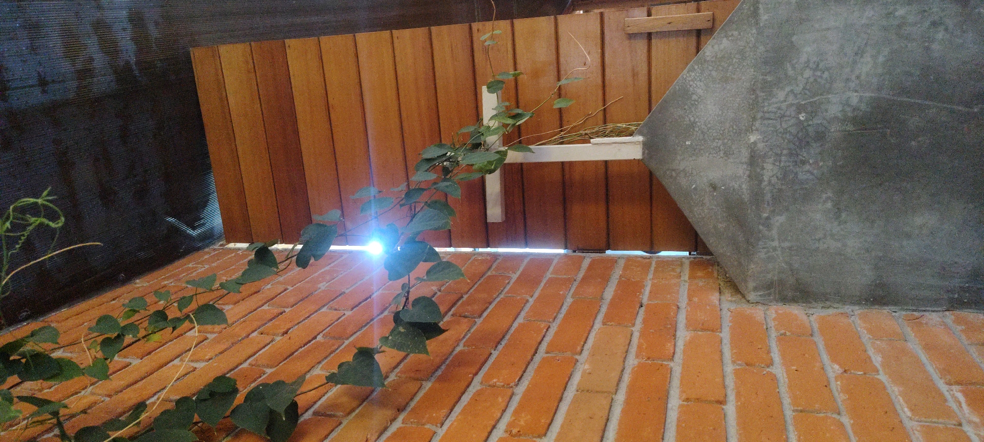 A medium-angle indoor shot shows a vine climbing upward against a wooden fence and a gray cement structure, on top of an orange brick floor. The vine, covered in leaves, extends upward through a gap between the fence and the floor. Light shines through the fence, making the leaves in the foreground glow. The fence is made of vertical wooden planks, and there is a white structure supporting what appears to be dried grass or sticks on the right. The gray cement structure is a trapezoidal shape and appears to be a part of the architecture. The brick floor is made up of orange rectangular bricks, and a dark black screen-like material is visible on the left, partially obscured by the vine.
While the location is requested to be Cuernavaca, Mexico, there is no data in the image that supports that claim.