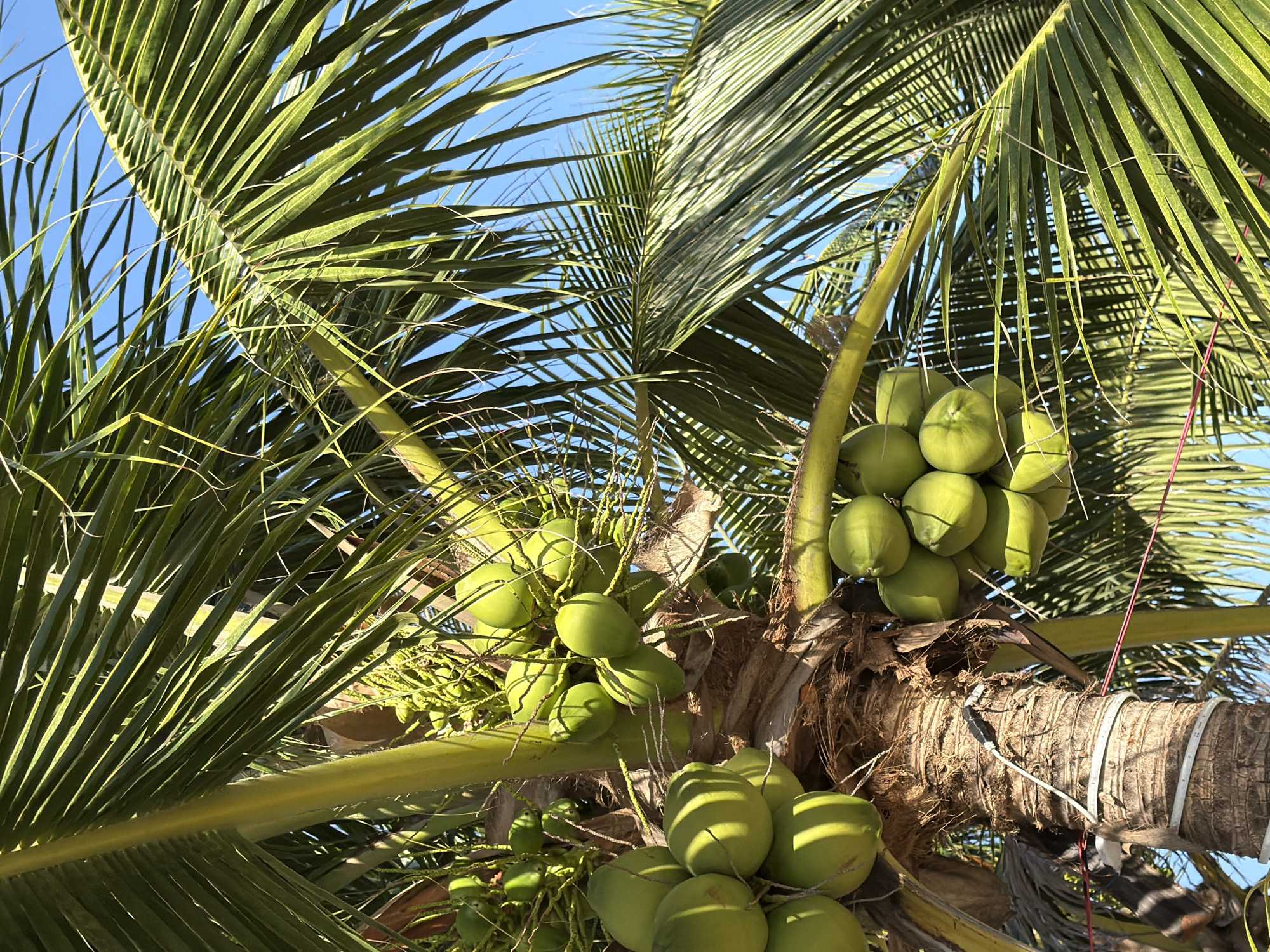 The image shows a close-up view of coconuts growing on a palm tree, likely in Nha Trang, Vietnam, as indicated by the context provided. The coconuts are clustered in bunches, varying in size and stage of development, and are a vibrant green color. They are attached to the tree by fibrous strands. Palm fronds, also green, fan out around the coconuts, casting shadows. The trunk of the palm tree is rough and textured, with some white material wrapped around it, possibly for support or to hold electrical wiring. In the background, a clear blue sky is visible, suggesting good weather conditions. The scene appears to be outdoors, consistent with a tropical or subtropical environment where palm trees are common. No people or animals are visible in the image.