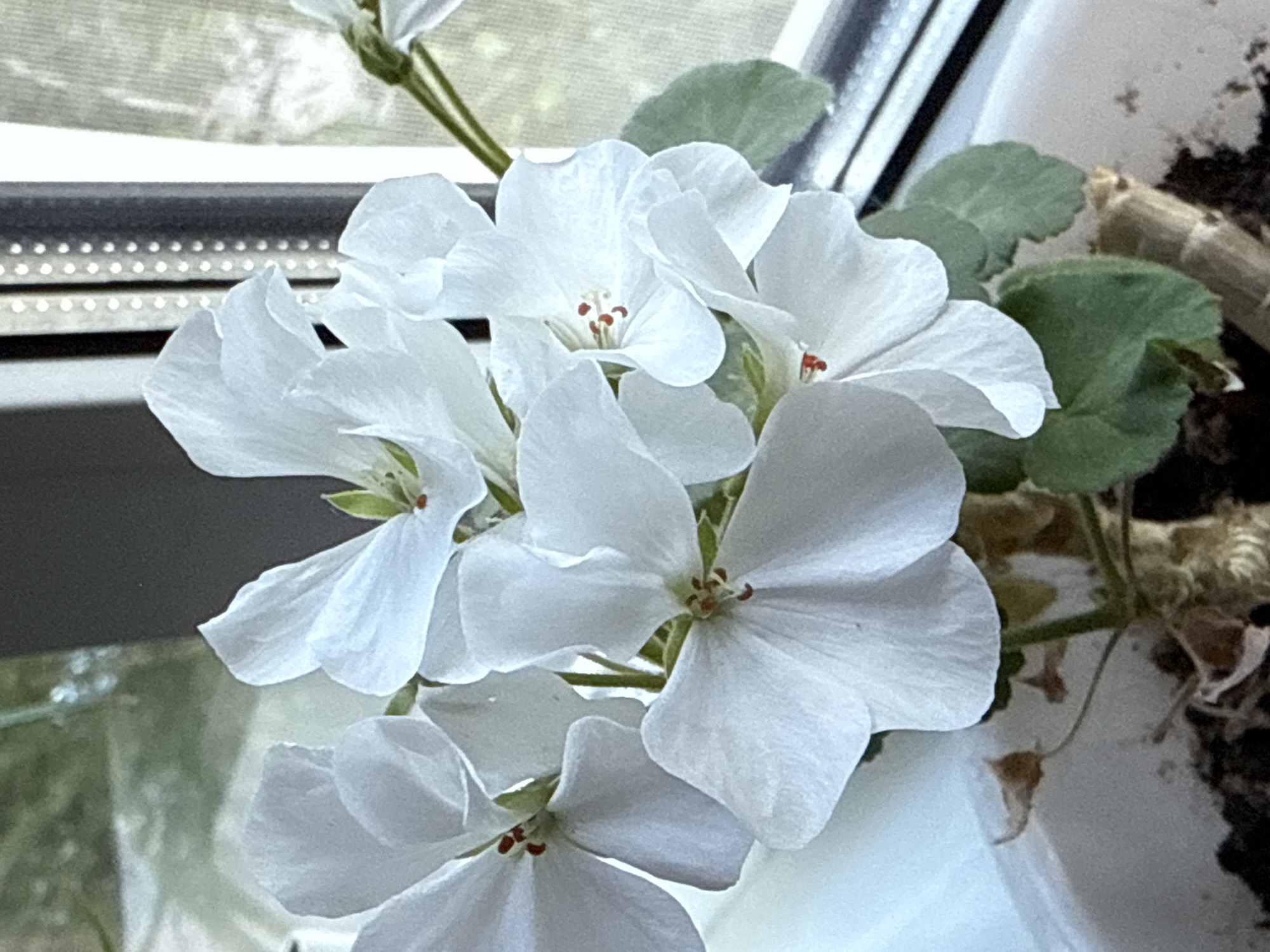 The image displays a close-up, high-detail view of a potted flowering plant, identified as a Pelargonium or Geranium species, situated indoors in the city of Vniissok, Russia. The plant features multiple clusters of white flowers, each characterized by five distinct, slightly textured petals and central anthers displaying a reddish-brown coloration. Several dark green, subtly textured, and somewhat lobed leaves are visible at the base of the flower clusters and along the stems. The plant is rooted in dark brown soil within a white pot, the upper rim and a portion of the side of which are observable in the lower left section of the frame. The background consists of a window, revealing a dark, vertical structural element of the window frame. Through the window, a blurred outdoor scene is discernible, indicative of green foliage and distant, indistinct structures. To the right of the central window frame, a vertical surface with a regular pattern of small, light-colored dots or perforations is present, consistent with a window screen, blind, or textured glass. The scene is illuminated by natural light entering from the window, emphasizing the details of the flowers and leaves. No people or overt actions are depicted.