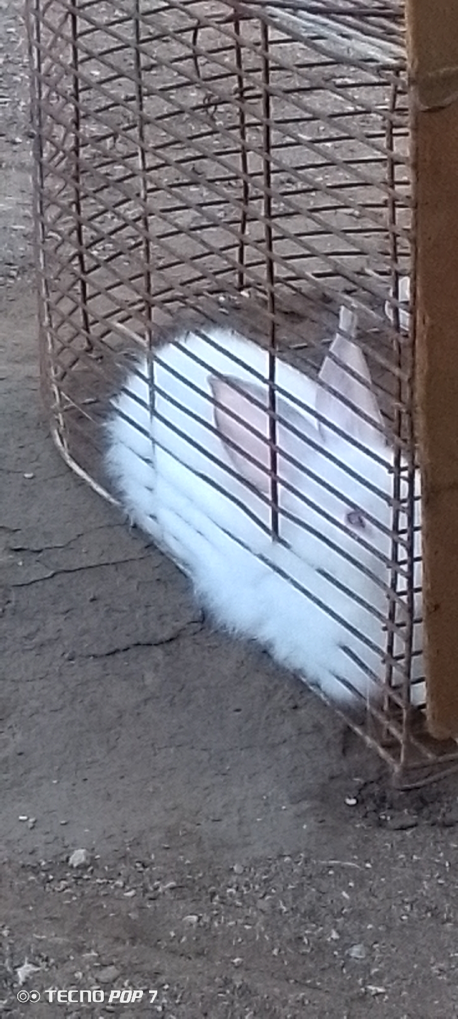A white rabbit is visible inside a metal wire cage. The rabbit is mostly white with pink ears and a pink eye, indicating it might be an albino or a domesticated breed. The cage is made of diamond-shaped wire mesh and appears to be outdoors, with cracked, dry earth visible on the ground. The lighting suggests it is daytime. The image appears to be a photograph taken with a mobile phone, as evidenced by the "TECNO POP 7" watermark in the lower left corner, which is a model of smartphone manufactured in Venezuela. The scene is likely a backyard or outdoor enclosure in Altagracia, Venezuela.
