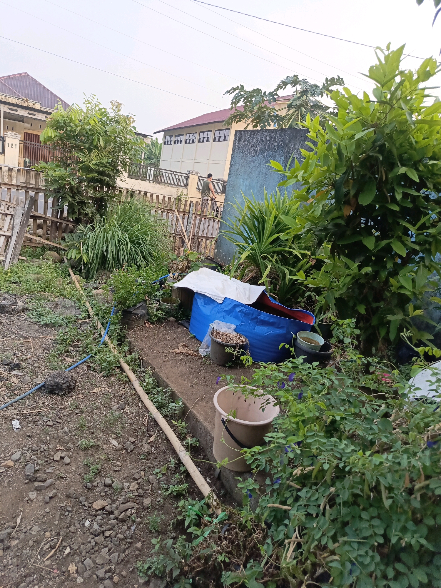 In the city of Ulak Tanding, Indonesia, a cluttered outdoor area is depicted. The scene is filled with various items and vegetation, suggesting a domestic or storage space. In the background, two buildings are visible. One is a house with a brown tiled roof and a numbered entrance "121". The second building is larger, with a cream-colored facade and a red-tiled roof, featuring numerous windows. Power lines are strung across the sky above the buildings.
In the foreground, a wooden fence separates the area from the street. Various plants, including tall, grassy vegetation and leafy bushes, dominate the ground. A large, blue plastic sheet, partially covered by a white sheet, is placed on the ground, possibly part of a temporary structure or storage. Several buckets and containers are scattered around, some appearing empty, others containing soil or debris. A pale pink bucket is prominent in the lower right portion of the image. A person wearing a green t-shirt and shorts is seen in the mid-ground, interacting with the environment near the larger building.
The ground is a mixture of soil, gravel, and scattered debris. A bamboo pole runs horizontally across the scene, and a blue water pipe is also visible, suggesting utility access. The overall impression is one of an unkempt but functional outdoor space.