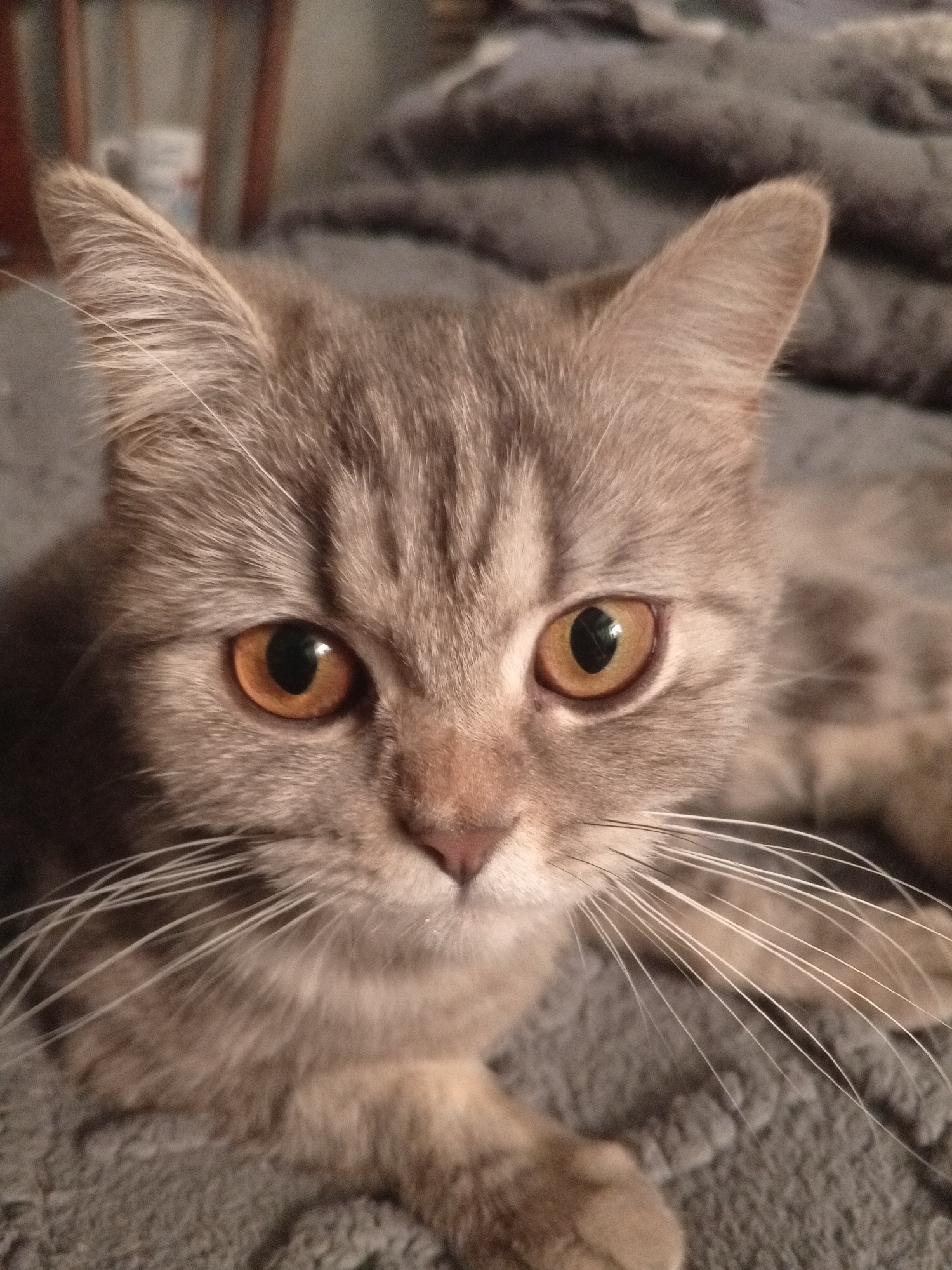 A close-up shot shows a light brown tabby cat with amber eyes. The cat is lying down on a grey, textured surface, possibly a blanket or bedspread. Its ears are perked up, and it has long, white whiskers. The background is slightly blurred, suggesting a shallow depth of field. A portion of a wooden chair is visible in the background. No people are present. The location is not discernible from the image, but as per the prompt, is assumed to be Puchezh, Russia.