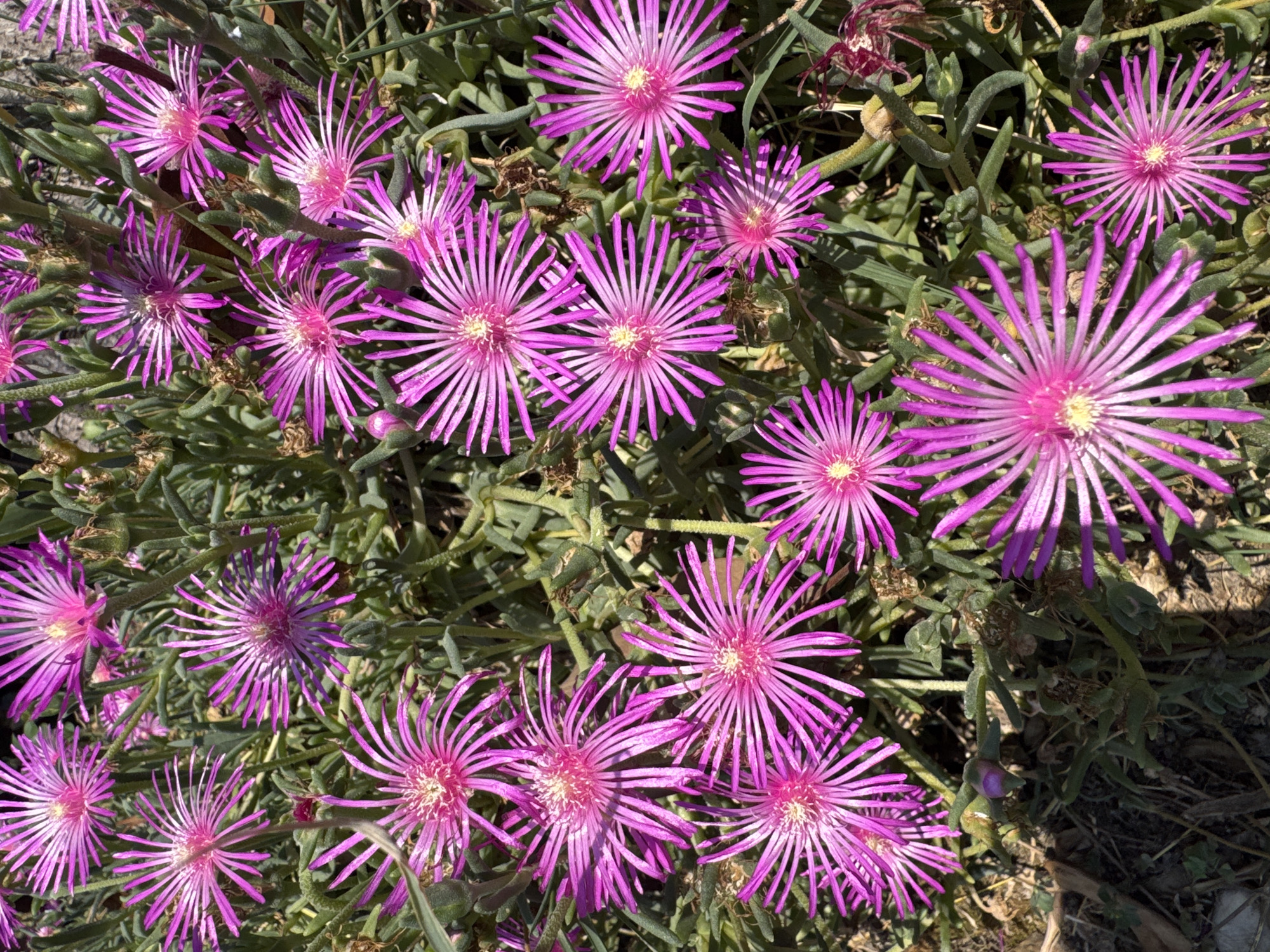 A close-up, high-angle shot shows a dense cluster of bright pink, star-shaped flowers with numerous thin, ray-like petals. The flowers are interspersed with green, succulent foliage and stems. Some of the flowers are fully open, while others appear to be buds or in the process of blooming. The background consists of dark soil and dry leaves, suggesting an outdoor setting. The image appears to be taken in Sant'Angelo di Piove di Sacco, Italy, likely in a garden or natural setting. There are no people or discernible man-made objects other than the plants themselves. The lighting suggests it is daytime, with some shadows cast on the ground.