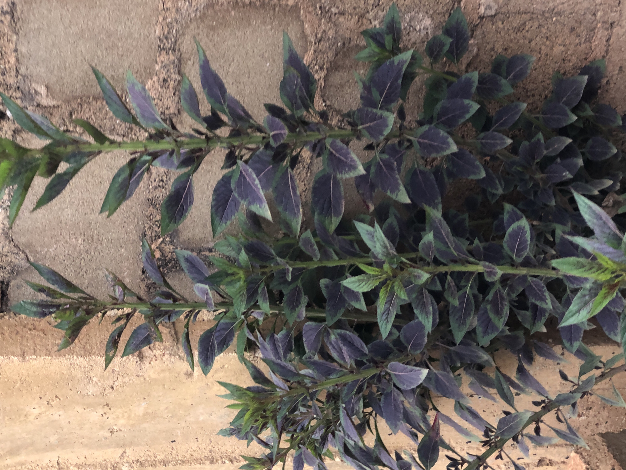 In Bar Jirgi Summa, Nigeria, a cluster of dark green and purple leafy plants grows against a textured, light brown brick wall. The plants, some reaching upward with multiple stems, are densely packed with lance-shaped leaves that show distinct green edges and purplish centers. The brick wall, with its rough surface and visible mortar lines, provides a neutral background, with a section of lighter, unevenly colored plastered surface to the left of the wall. The lighting suggests an outdoor setting, possibly indicating a garden or a wall feature in a residential or public area within the city.