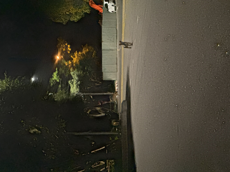 The image displays a nighttime outdoor scene on a paved asphalt road in Sơn Trà Ward, Vietnam. In the foreground, a small, light brown dog with prominent ears walks away from the camera, positioned near the center of the road. In the midground, adjacent to the left curb, two deer are visible: one light brown deer with discernible spots stands with its head lowered, and a second, lighter-colored deer is partially obscured behind the curb. A yellow lane line is present on the right side of the road, leading towards a red-and-white striped curb section. The environment is dark, illuminated by white and orange streetlights that highlight dense tree foliage. On the right, a corrugated metal fence marks a boundary, behind which a white vehicle is partially visible, and an orange arm of heavy machinery, likely an excavator, extends upwards. No human subjects are present.