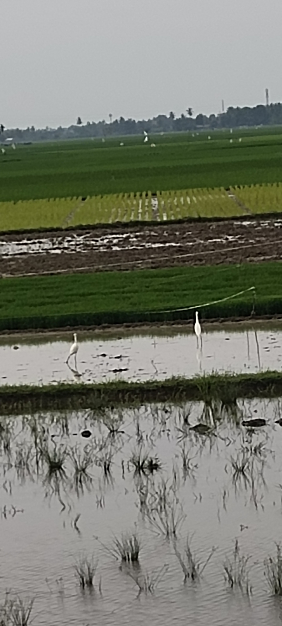 The image depicts a serene agricultural landscape, likely a paddy field, under an overcast sky. The foreground features a flooded area reflecting the sky and surrounding vegetation. Two egrets are visible in the shallow water; one on the left, facing left and appearing to be walking, and another on the right, facing forward. The midground shows a section of the field with brown mud and patches of green vegetation. In the background, the field transitions to vibrant green, with rows of crops extending towards a treeline. Beyond the trees, distant structures and utility poles are faintly visible. The overall scene is one of rural tranquility, characterized by water, greenery, and avian life. The image does not provide any explicit information to determine its specific location within Blangmajron, Indonesia, nor does it contain any human figures or discernible interactions.