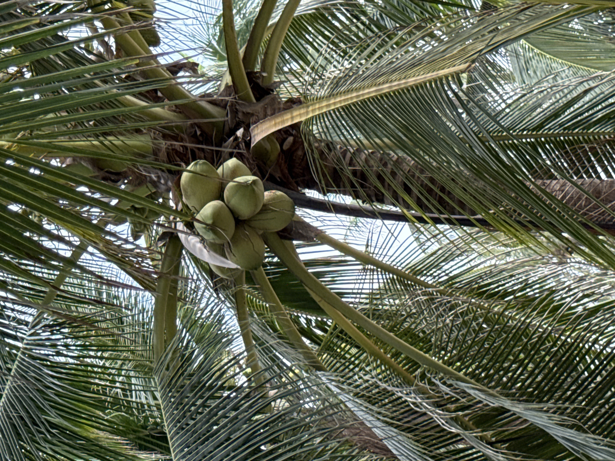 The image shows a cluster of green coconuts hanging from a palm tree, with lush green palm fronds fanning out around them. The sky is visible through the fronds, indicating an outdoor setting, likely in a tropical or subtropical region. The lighting suggests it is daytime. The coconuts are round and appear to be young and immature. The scene is serene and natural, evoking a sense of tropical abundance. This image could have been taken in Nha Trang, Vietnam, a coastal city known for its beautiful beaches and abundant palm trees.