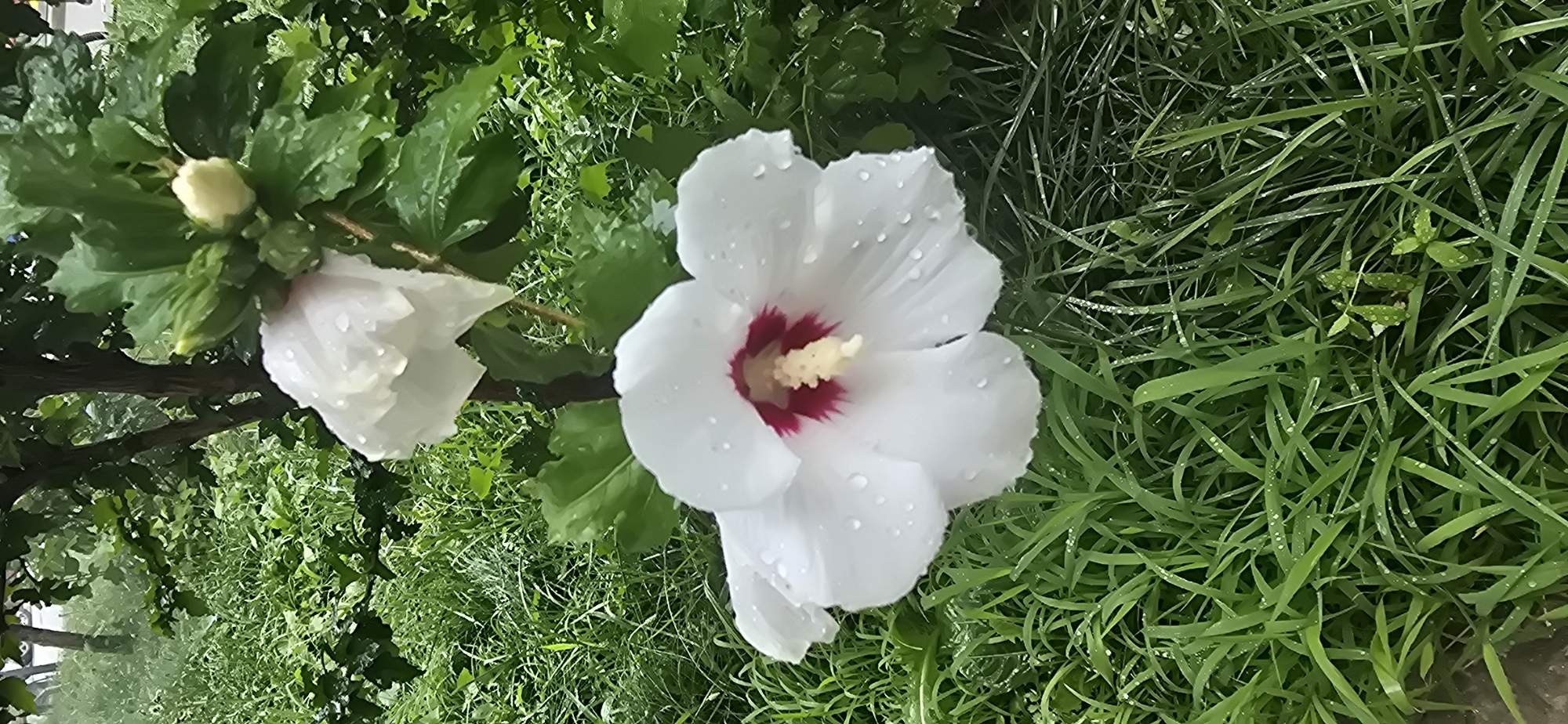A close-up, vertical shot captures a white hibiscus flower in full bloom, prominently displayed in the foreground. The flower's petals are adorned with glistening water droplets, suggesting recent rainfall. A deep red, almost maroon, center surrounds a bright yellow stamen, creating a striking contrast against the white petals. Behind this main bloom, another white hibiscus flower is partially visible, its petals also showing water droplets. The flowers are set against a backdrop of lush, green grass, which is also wet and speckled with water. In the background, the trunk of a tree and more greenery can be seen, hinting at an outdoor, natural setting, possibly a garden or park. The scene depicts the delicate beauty of flowers after a rain shower, emphasizing their vibrant colors and the refreshing effect of water. There are no people or buildings visible in this image.