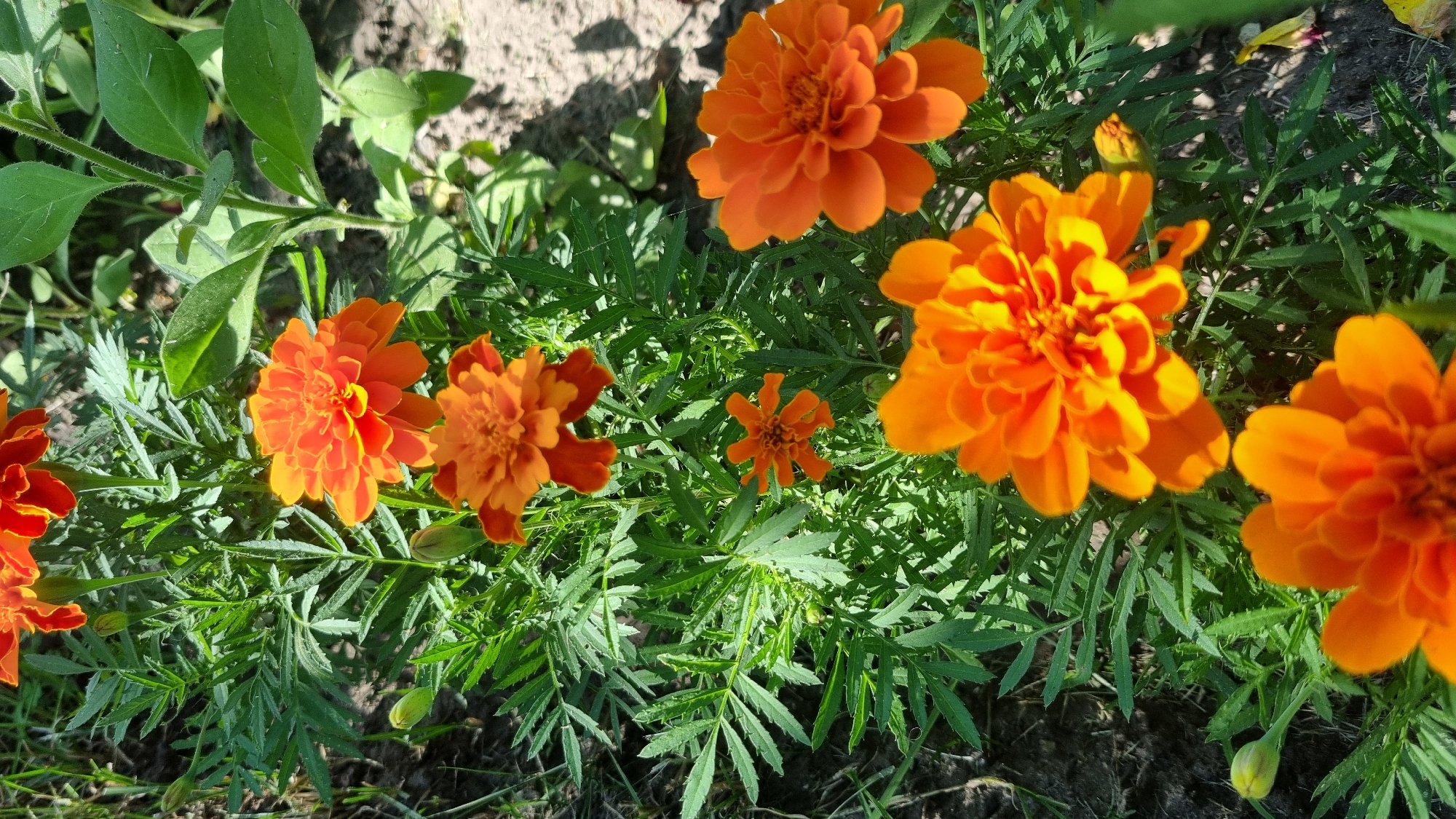 The image shows a cluster of bright orange marigolds growing in a garden bed. The flowers have full, ruffled petals and are surrounded by lush green foliage. Several flower buds are also visible. The background is a mix of soil and other green plants. The scene is captured in natural daylight. The image was taken on June 23, 2024, in Smila, Ukraine.