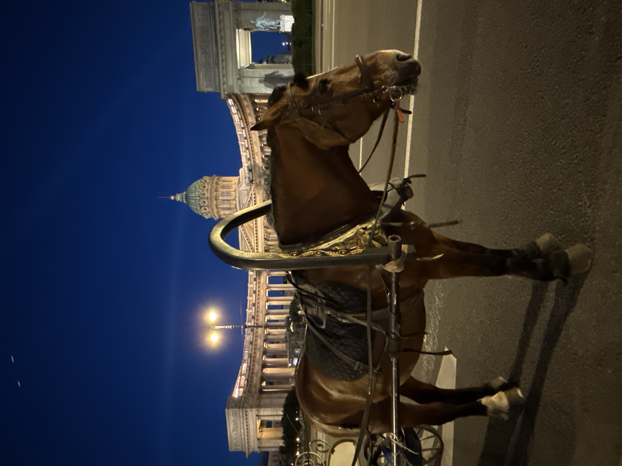A brown horse harnessed to a carriage stands on an asphalt road at night. The horse is facing right, with its head turned slightly towards the camera. It wears a black saddle and bridle. In the background, the Kazan Cathedral in Saint Petersburg, Russia, is illuminated. The cathedral features a large dome and a colonnade. Two streetlights are visible in front of the cathedral. The sky is a deep blue, with two faint white streaks that could be airplanes or contrails.