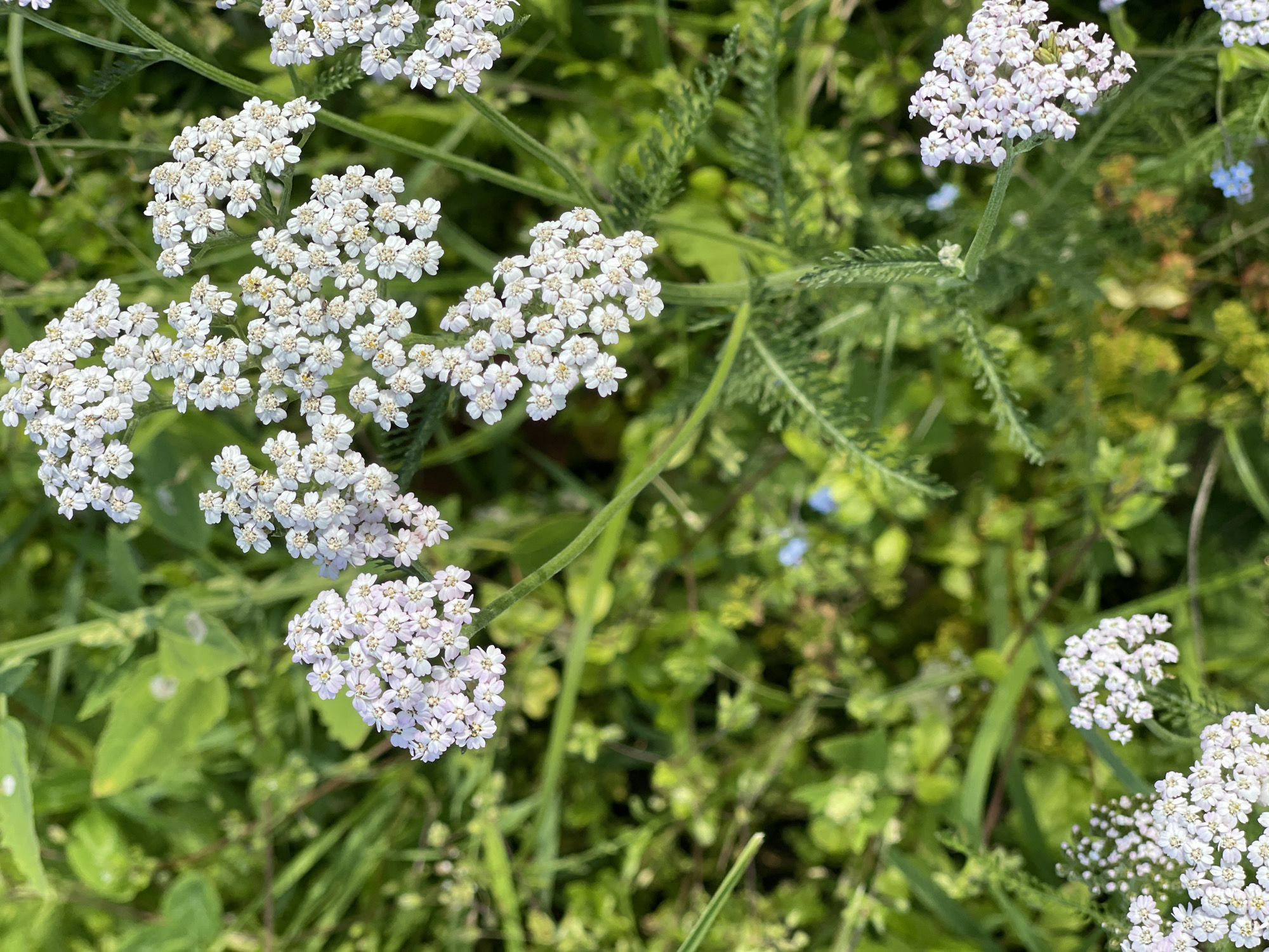 This media file features a close-up, top-down view of a cluster of white yarrow flowers in a natural outdoor setting. The yarrow flowers are the primary subjects, characterized by their small, delicate white petals forming dense umbels. They are interspersed with green foliage, including feathery fern-like leaves and broader green leaves. In the background, out-of-focus greenery and hints of other small flowers, some appearing blue, suggest a meadow or wild garden environment. The lighting suggests it is daytime, with soft, diffused light that highlights the textures of the flowers and leaves. There are no people or objects other than the natural flora visible. The scene evokes a sense of natural beauty and tranquility. The location context is provided as Zarechny, Russia, implying a rural or semi-rural environment. No text is visible in the image.