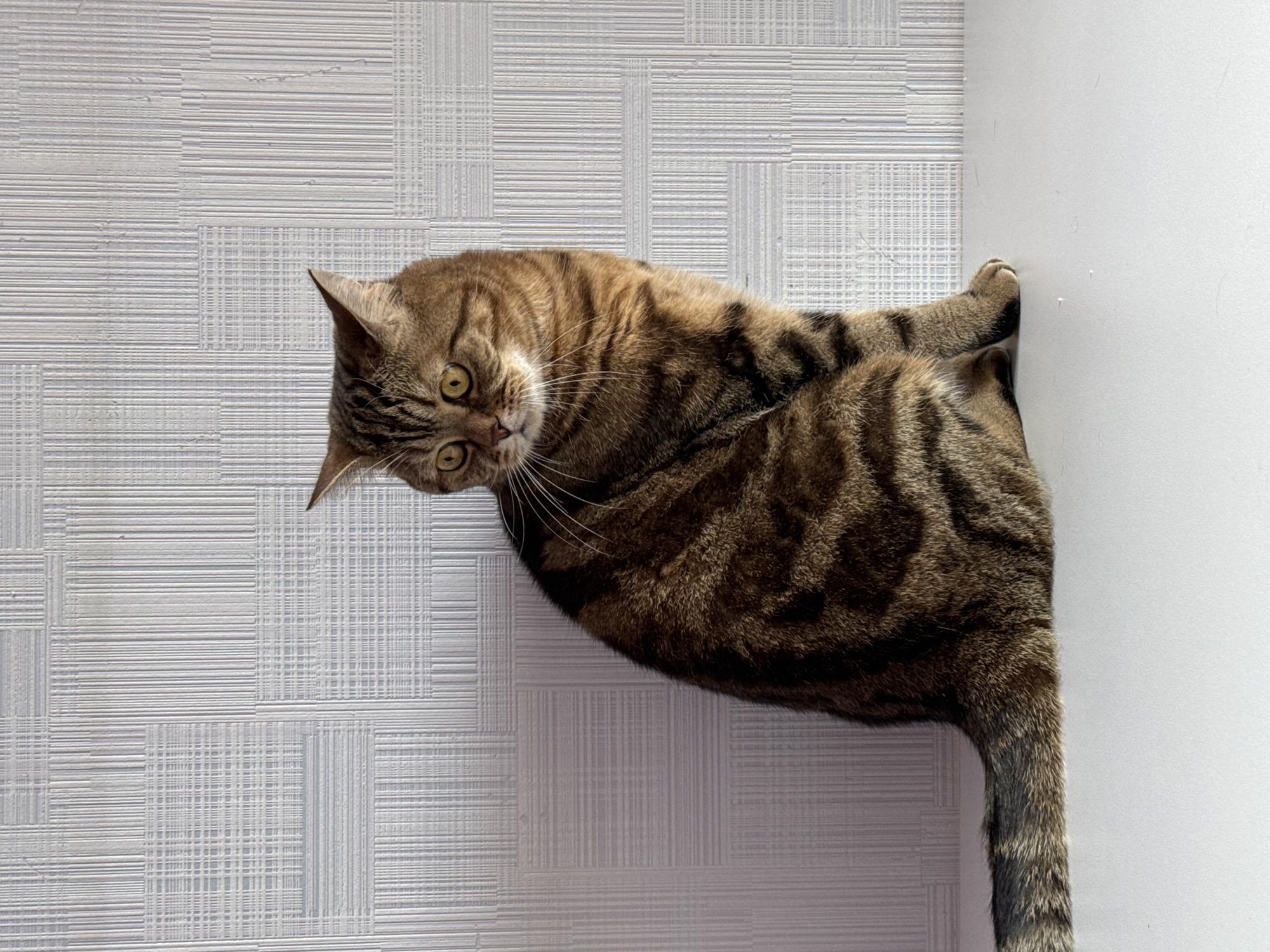 The image displays a domestic cat situated in an indoor environment in Chaikovsky, Russia. The animal is a brown and black mackerel tabby cat with striking yellow eyes and prominent white whiskers, depicted in a seated position on a flat, smooth, light grey surface. Its body faces slightly right, while its head is turned sharply to the left, directing its gaze horizontally out of the frame. The background is a light-colored wall featuring a repeating embossed pattern of intersecting horizontal and vertical lines, creating a grid-like or woven texture. The scene is illuminated by ambient light, casting a subtle shadow of the cat on the wall behind it.