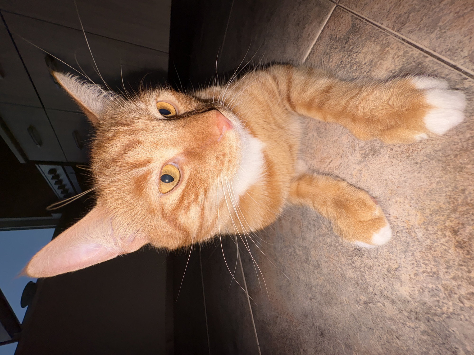 An orange tabby cat with yellow eyes and white paws sits on a tiled floor in what appears to be a kitchen. The cat is looking to the right of the frame, with its ears perked up. The background is dark and shows kitchen cabinets and a stovetop. The lighting is dim, with a spotlight effect from the camera. No people or external elements are visible. The scene is domestic and indoor. No specific location in Vratsa, Bulgaria can be identified from the image.