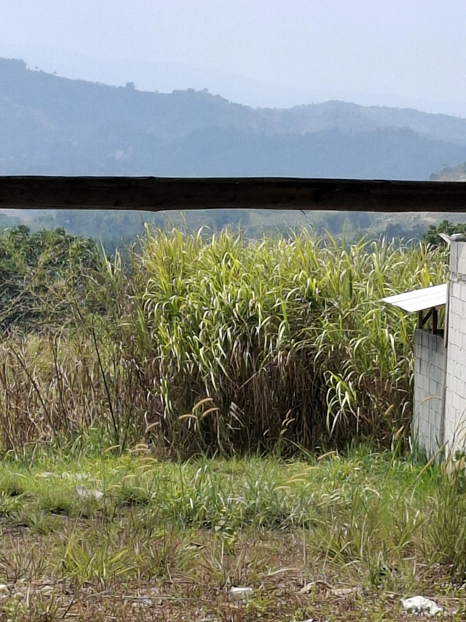 The image shows a natural landscape with a thicket of tall green grass in the foreground, bordered by sparser, dry vegetation. In the background, there are lush green trees and rolling hills, shrouded in a light haze, suggesting a humid environment. A section of a white cinder block structure with a small white roofed overhang is visible on the right side of the frame. The scene appears to be an outdoor setting, possibly a rural area, with no people or animals present. The presence of the cinder block structure might indicate some form of human development or agricultural infrastructure within the natural surroundings.