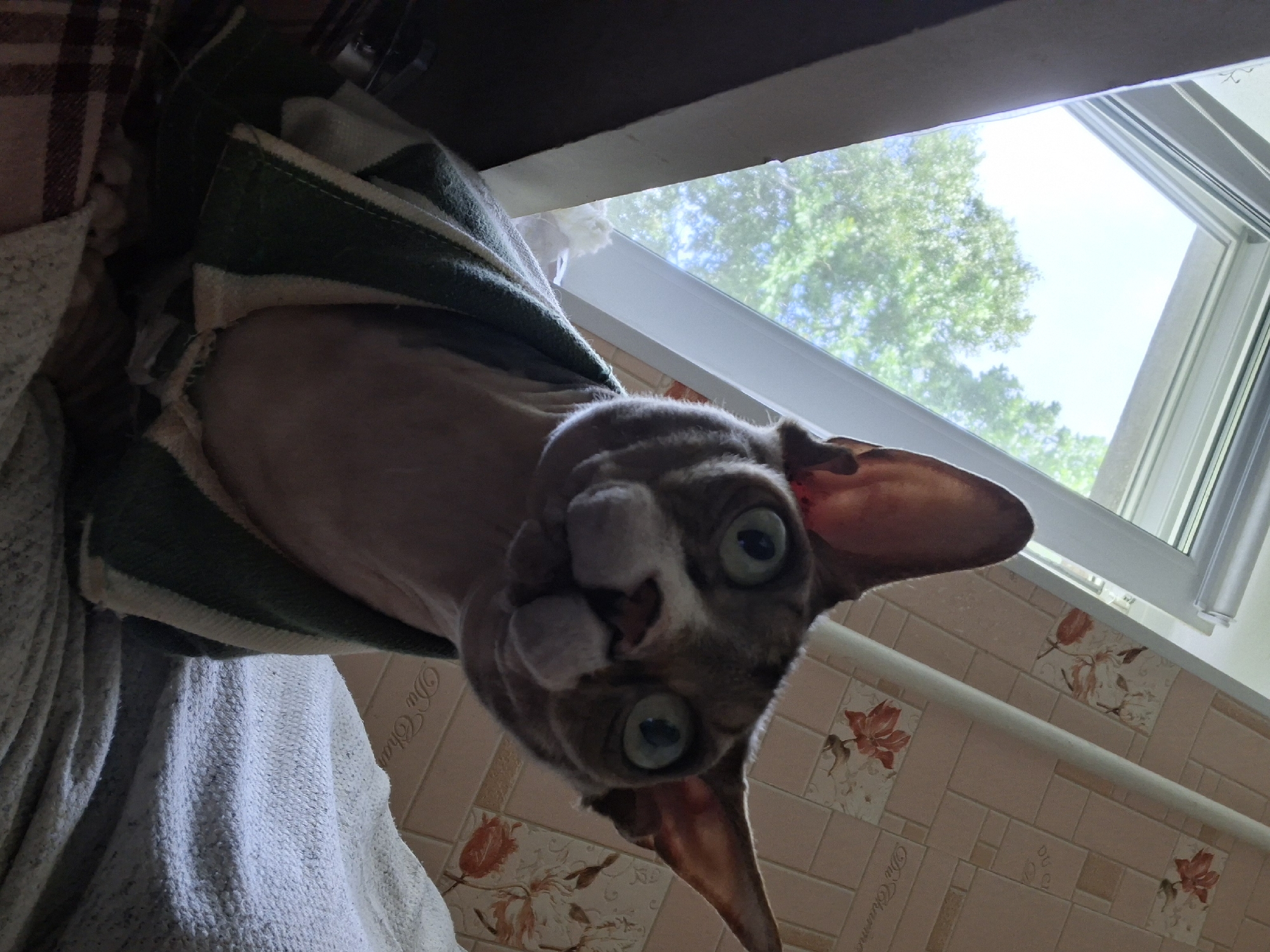 A sphynx cat is looking directly into the camera with its eyes wide open and a slight tilt to its head. It is wearing a green and white striped towel draped around its neck and shoulders. The cat is positioned in front of a window with sunlight streaming through, illuminating a portion of its face. In the background, there is a wall with floral wallpaper and some text that appears to be "Du Charme". The cat is sitting on a surface covered with a textured fabric, likely a blanket or couch. The scene is indoors, with natural light coming from the window. No specific location in Myadzyel, Belarus is identifiable from the image.
