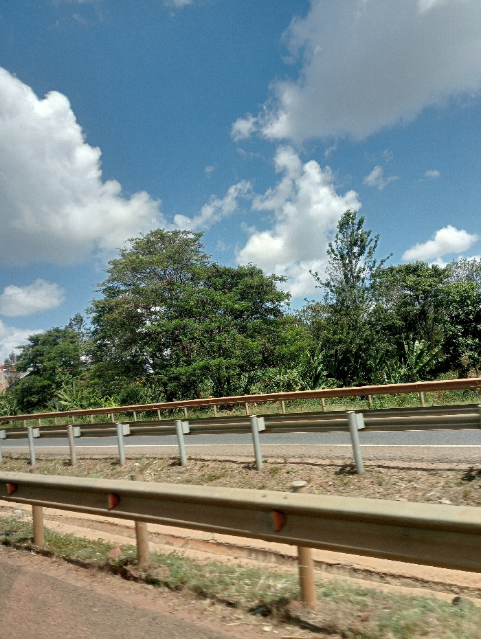 The image captures a bright, daytime view of a road and its surrounding environment in Kenol, Kenya, likely taken from a moving vehicle. In the immediate foreground, a weathered metal guardrail, light brown with orange reflector caps, extends horizontally across the bottom of the frame, partially obscured by what appears to be the edge of a window or vehicle interior. Beneath this guardrail, dry soil and sparse green and brown grass are visible.
Further back, in the midground, another parallel metal guardrail with grey posts separates a paved asphalt road from the dense natural scenery. The road surface appears dark and smooth, suggesting it's well-maintained.
Beyond the road and the second guardrail, the background is dominated by a rich expanse of green vegetation. Numerous trees of varying heights and species are prominent, some with broad, dense canopies of dark green leaves, while others are taller and more slender. There are indications of smaller, perhaps cultivated, plants like banana trees among the larger foliage. The overall impression is one of a verdant, rural or semi-rural landscape alongside a main thoroughfare.
Above the tree line, the sky is a vibrant blue, dotted with scattered, fluffy white cumulus clouds of various sizes and shapes. The bright sky and clear visibility suggest a sunny day, likely during the late morning or early afternoon. There are no people or specific activities taking place, nor is any discernible text visible in the image.