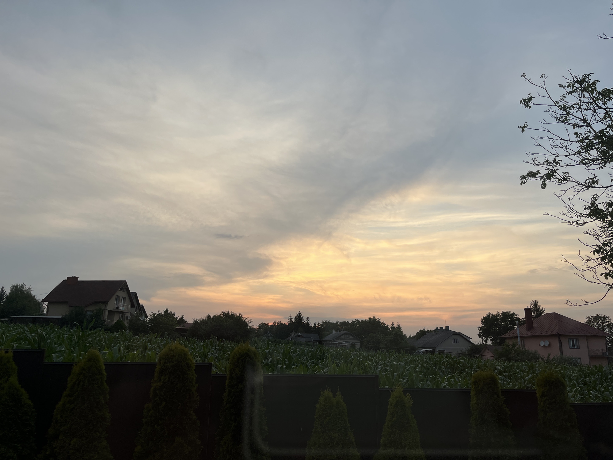 This media file depicts a rural scene in Koroviia, Ukraine, at dusk. The foreground is dominated by a dark fence and several conical evergreen shrubs. Beyond the fence lies a dense field of tall green corn stalks, obscuring much of the ground.
In the middle ground, several houses are visible, nestled among trees. One house on the left is a multi-story building with a dark roof, featuring multiple windows and a balcony. Another house on the right is a lighter color with a reddish-brown roof, also with windows and balconies. Other, less distinct buildings and trees are scattered throughout the middle ground.
The sky above is a prominent feature, showing a soft sunset with hues of orange and yellow near the horizon, transitioning to lighter grays and blues higher up. Wispy clouds are spread across the sky, creating a dramatic and atmospheric effect. A tree branch with sparse leaves is visible in the upper right corner, silhouetted against the sky.
The overall impression is one of peaceful twilight in a rural setting. The time of day is clearly evening, indicated by the sunset colors. The weather appears calm. There is no visible text in the image.