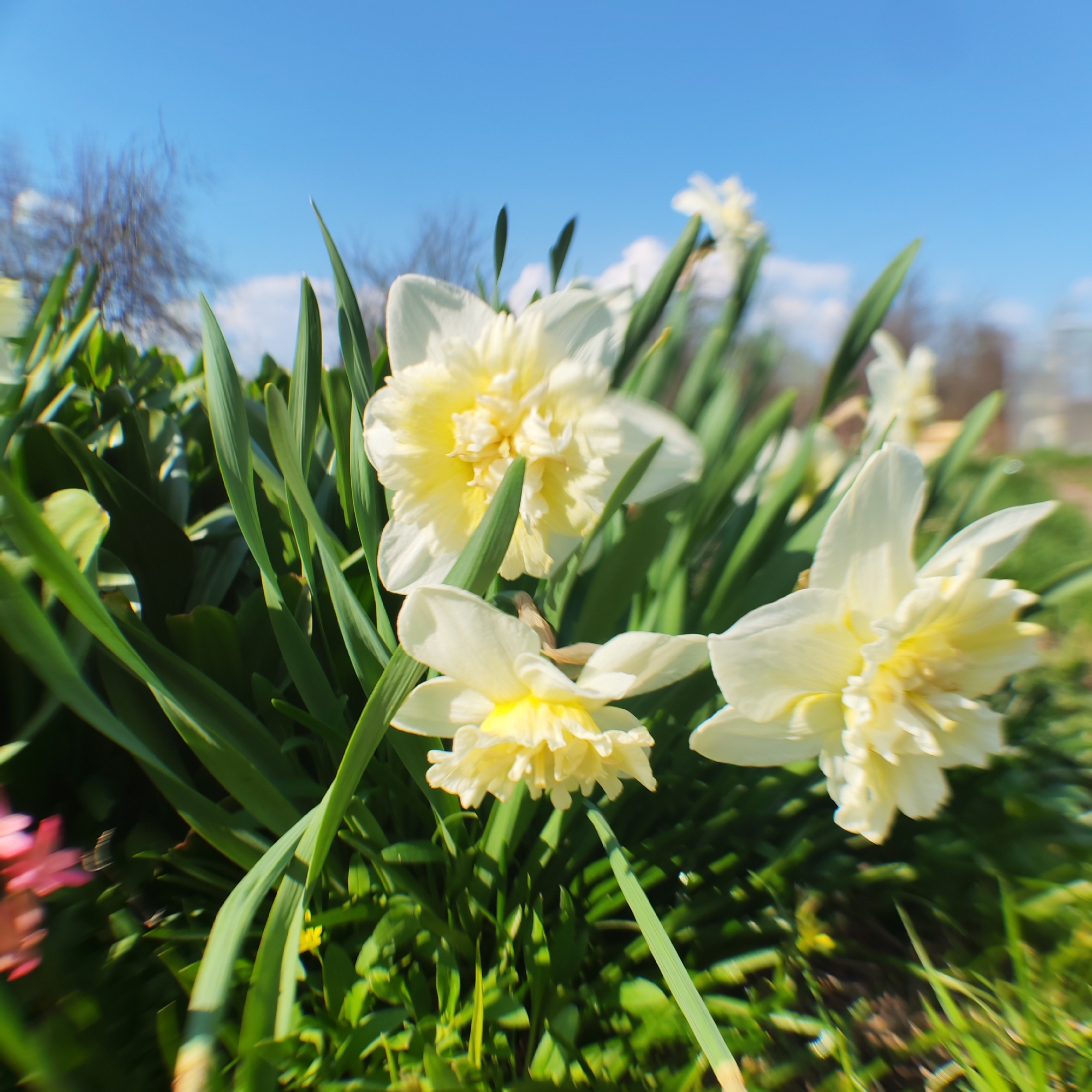 The image shows a cluster of white and yellow daffodils in a garden, likely located in Chaikovsky, Russia. The flowers are in various stages of bloom, surrounded by green foliage. The background includes a blue sky with a few clouds and blurred trees. The scene appears to be a bright, sunny day in spring. No people are visible in the image. The primary objects are the daffodils and their surrounding greenery. There are no explicit actions or interactions depicted.