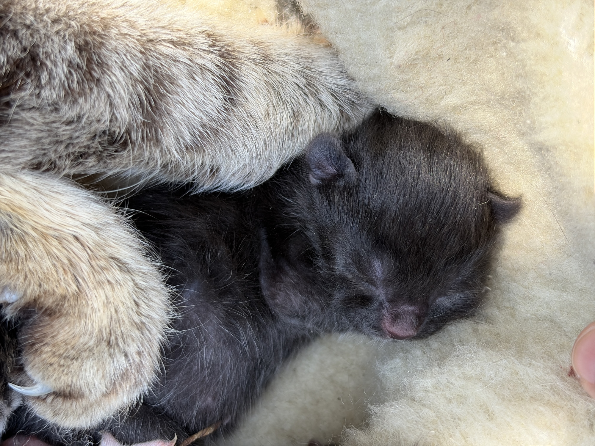 The close-up image captures a serene moment between a newborn kitten and what appears to be its mother, nestled on soft, light-colored bedding.
The primary subject is a very young kitten, likely only a few days old, with dark grey to black fur. Its eyes are closed, indicating it is either sleeping deeply or too young to have them open yet. A tiny, delicate pink nose and mouth are visible, along with small, rounded ears pressed close to its head. The kitten's fur appears soft and slightly damp or matted in places, typical of a newborn.
Cradling the kitten is a part of an adult cat, presumably its mother. The mother cat's fur is lighter in color, a mix of beige, cream, and light grey, with visible texture and individual hairs suggesting a tabby or similar pattern. A paw or limb from the adult cat is draped over the kitten, and in one of the cropped images, a distinct white claw is visible, reinforcing the presence of the mother.
Both animals are resting on a fluffy, textured light-colored material, likely a fleece blanket, sheepskin, or similar soft bedding, providing warmth and comfort. The overall lighting is soft and natural, suggesting an indoor setting. In the bottom right corner of the main image and one of the close-ups, a small portion of a human finger is visible, subtly indicating human presence or interaction with the scene.
The image conveys a sense of peaceful intimacy, vulnerability, and maternal care. There is no visible text in the media file.