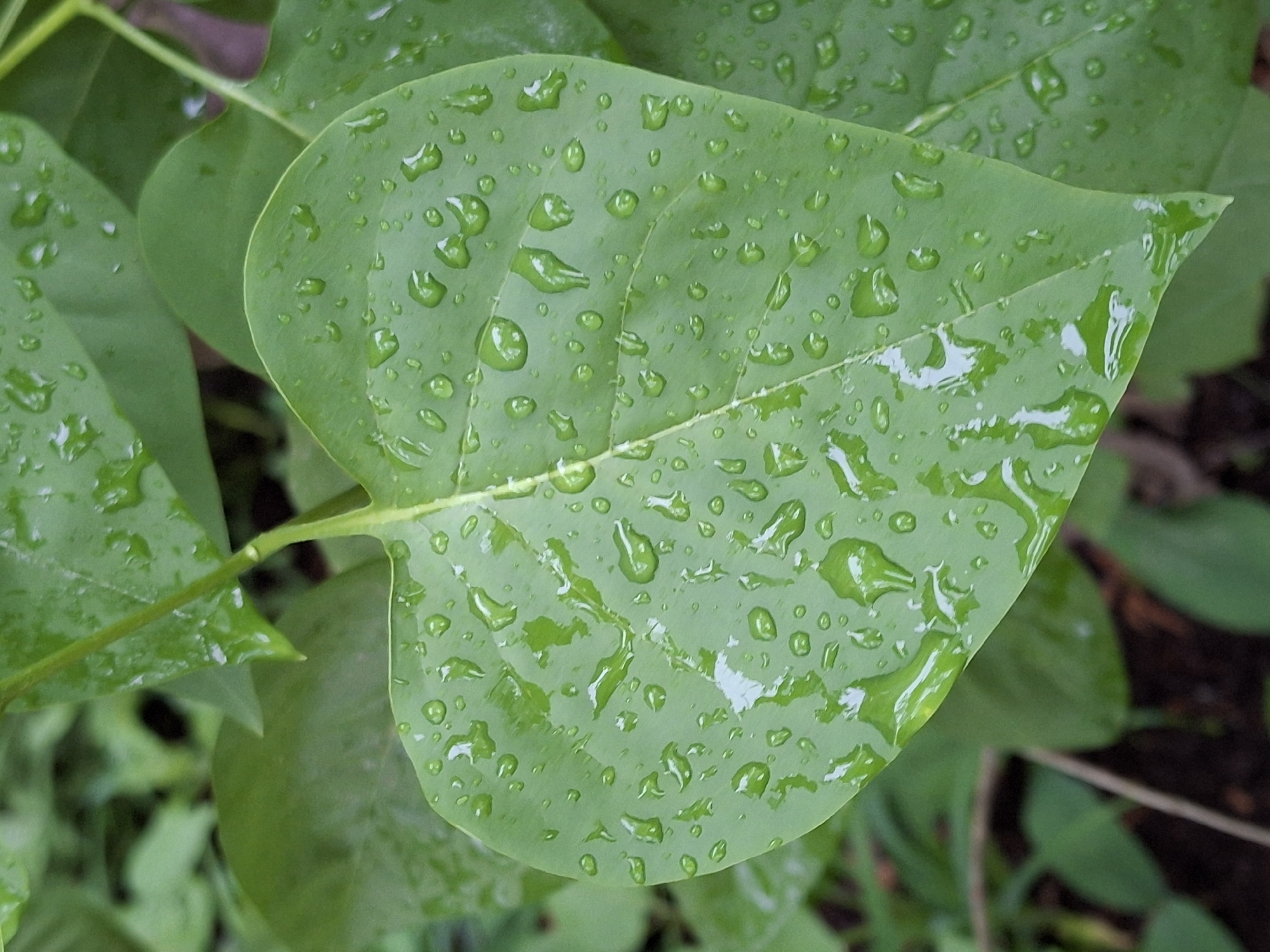 A close-up shot reveals a green, heart-shaped leaf adorned with numerous water droplets, suggesting recent rain. The leaf is attached to a stem and surrounded by other green foliage, indicating a natural, outdoor setting. The photograph, taken in Chaikovsky, Russia, captures a moment of nature's beauty after a rain shower. The scene is still, with no visible people, actions, or interactions.