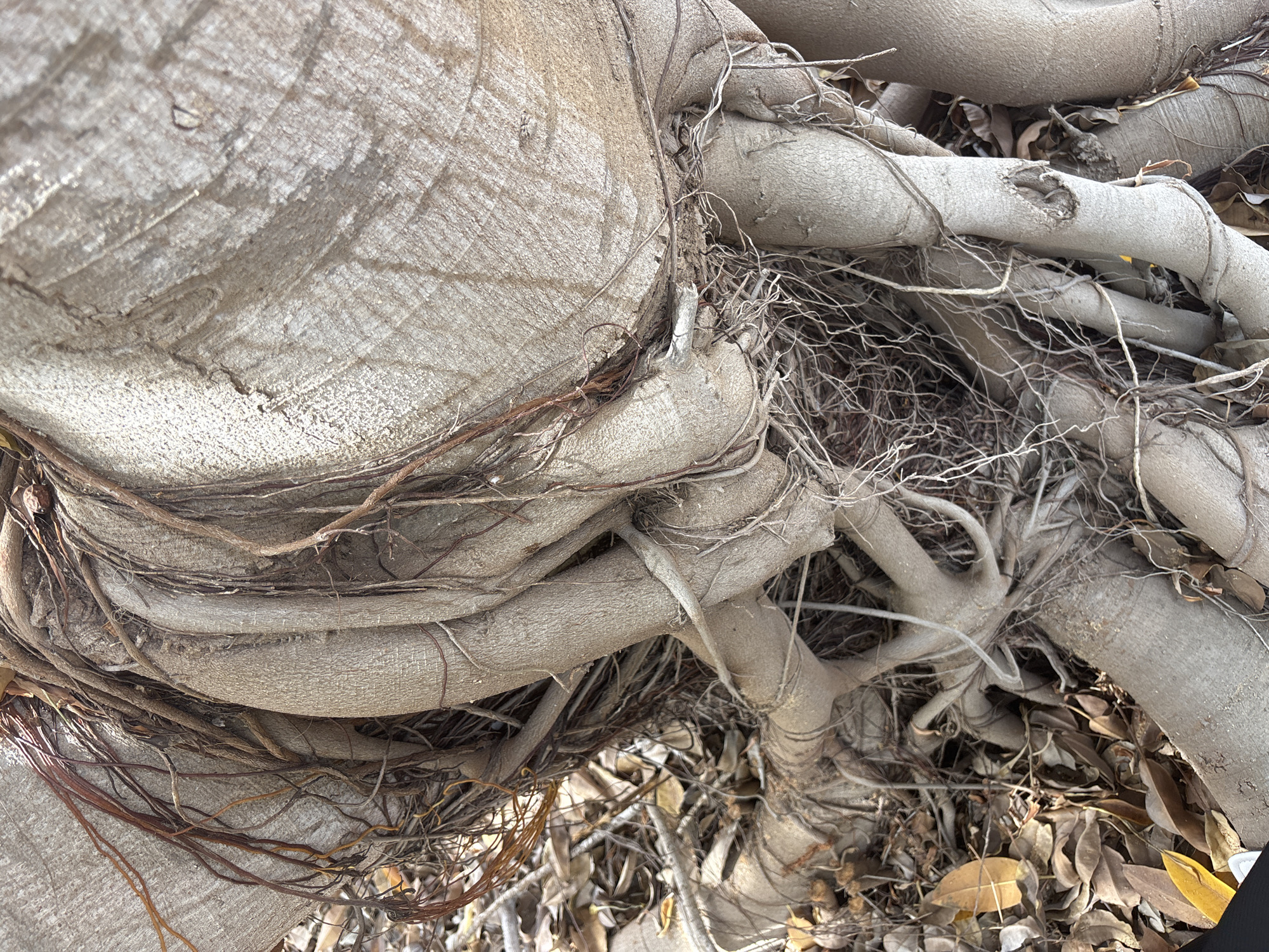 The image is a close-up shot of the exposed roots and trunk of a large tree. The roots are thick and gnarled, some are intertwined with finer, hair-like roots. The bark of the trunk is rough and textured, with visible growth rings in some areas. Fallen leaves and debris are scattered around the base of the tree. The lighting suggests it is daytime, with sunlight creating shadows and highlighting the textures of the bark and roots. There are no people or animals visible in the image. The location is unspecified, and the setting appears to be outdoors, possibly in a park or natural area.