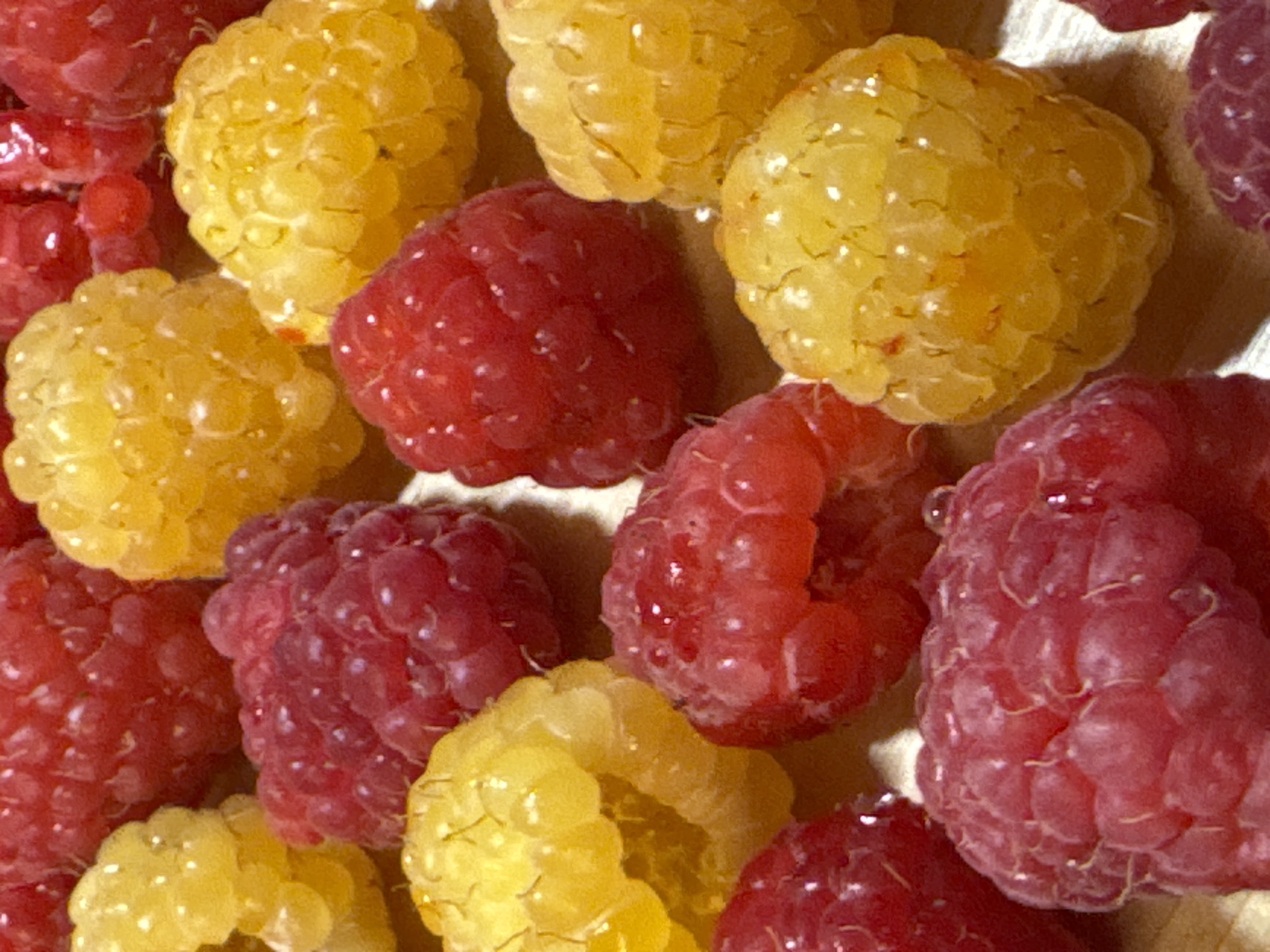 The image shows a close-up, overhead view of a collection of ripe raspberries. The raspberries are a mix of red and yellow varieties, and they are arranged in a scattered pattern. Some of the raspberries appear slightly wet, with small water droplets visible on their surfaces. The lighting is bright, creating highlights on the glossy berries. The background is blurred and appears to be a light-colored surface, possibly a table or a plate. There are no people or any other objects present in the image. The image does not contain any information that would allow for the identification of a specific location in Rzhev, Russia.