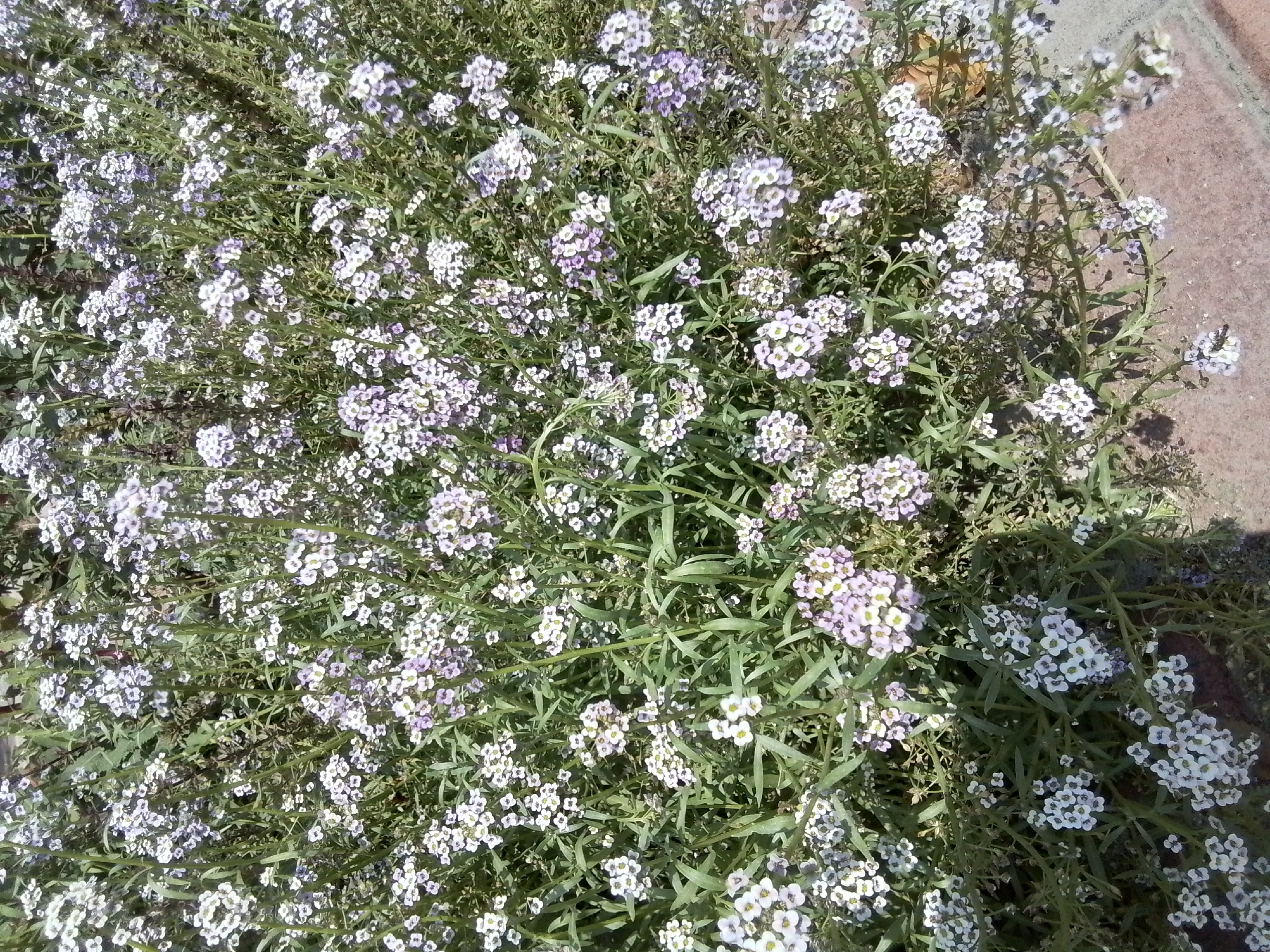 The image shows a dense cluster of small, white and pale purple flowers with green foliage. The flowers are clustered in small bunches atop thin stems, creating a soft, hazy appearance. The plants are growing closely together, filling the frame. The background is blurred, suggesting a shallow depth of field. In the lower right corner, a section of a reddish-brown brick or paved surface is visible, indicating an outdoor setting, possibly a garden or walkway. The lighting suggests it is daytime with sunlight casting subtle shadows. No people or animals are clearly visible. The scene appears to be located in Almaty, Kazakhstan, likely in a park, garden, or residential area where such flowering plants are cultivated.