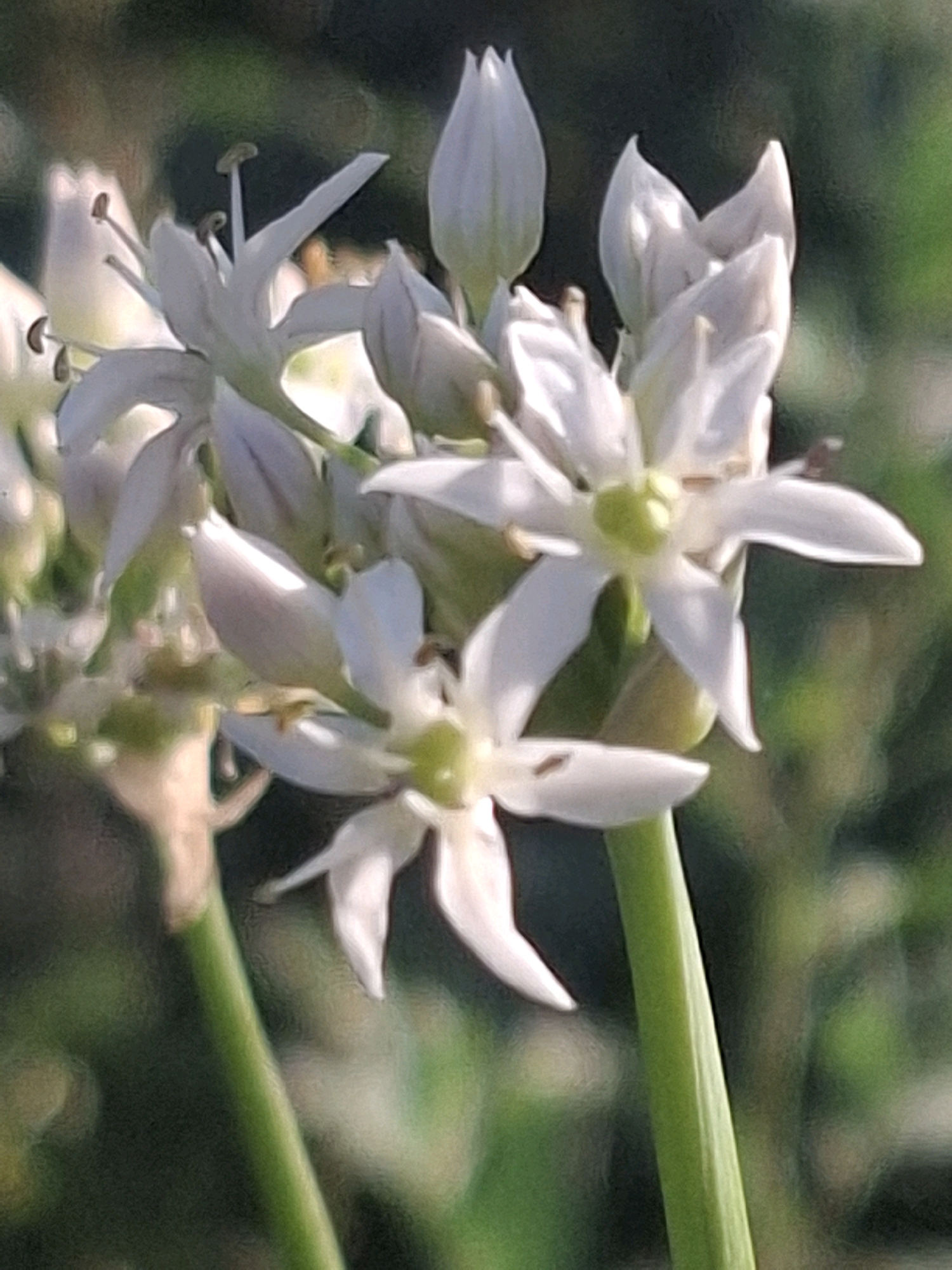 The image shows a close-up of a cluster of white flowers with green centers. The flowers have six delicate petals that are slightly elongated and pointed. Some of the flowers are fully open, revealing their stamens, while others are still in bud form. The background is softly blurred, with shades of green and dark green, suggesting foliage. The lighting appears to be natural, with the sun casting subtle highlights on the petals. There is no visible indication of the city of Almaty, Kazakhstan, or any specific location within it. The image focuses solely on the botanical subject matter.
