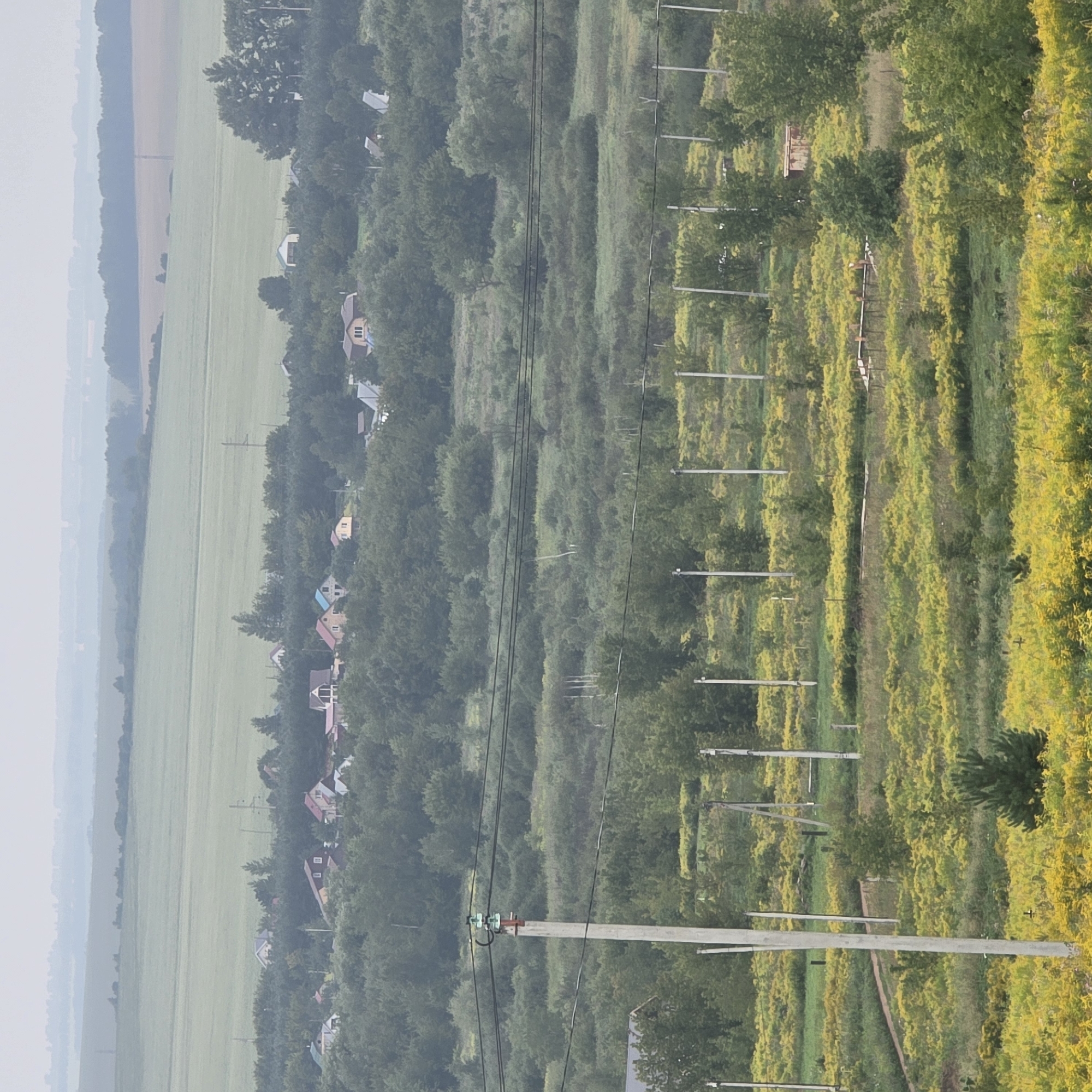 The image shows a panoramic view of a rural landscape, likely on the outskirts of Belokurikha, Russia, characterized by rolling hills, agricultural fields, and a scattering of houses. The foreground is dominated by a field of vibrant yellow wildflowers, interspersed with patches of green grass and low-lying shrubs. Several tall, slender utility poles with power lines stretch across the frame, indicating the presence of infrastructure.
In the mid-ground, a cluster of houses with various roof colors, including red, blue, and gray, are nestled amongst dense green trees. These homes appear to be part of a village or settlement. Further in the background, expansive green fields stretch towards the horizon, meeting a hazy, pale sky. The overall impression is one of a peaceful, natural setting with human habitation integrated into the landscape. There are no people or animals visible in the image. The lighting suggests it is either early morning or late afternoon, with a diffused, overcast sky.