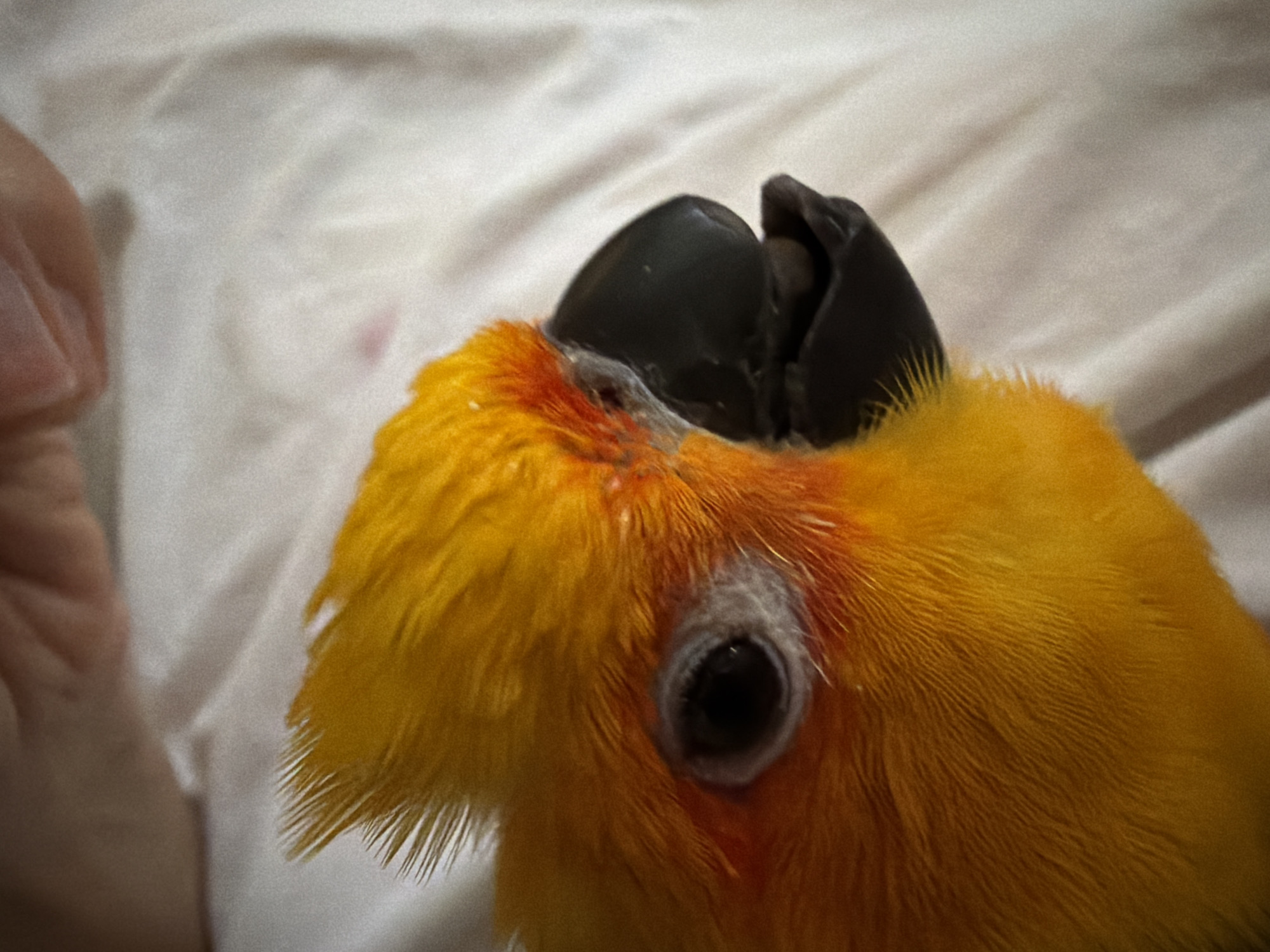 A close-up, side profile view of a sun conure parrot's head. The parrot has vibrant orange and yellow feathers, with a black beak and a dark eye surrounded by a white ocular ring. The background consists of a textured, off-white surface, possibly fabric. A human hand, out of focus, is visible in the upper portion of the image, suggesting interaction between the person and the bird. The lighting is soft and diffused. There are no discernible elements indicating a location in Khimki, Russia.