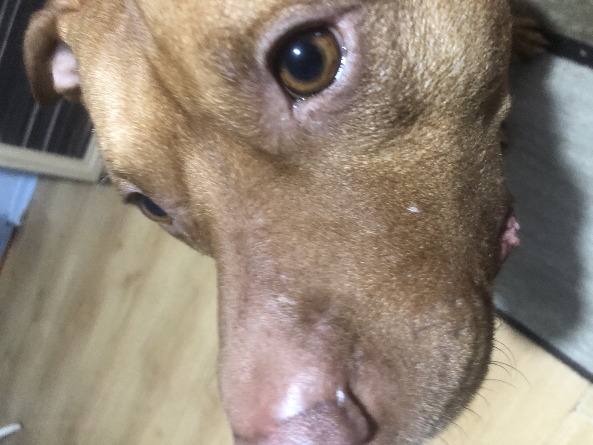 A close-up image shows the head and face of a brown dog. The dog's right eye is in sharp focus, exhibiting a dark brown iris. The skin around the eye is wrinkled. The dog's nose is large and moist. Sparse white fur is visible near the dog's snout. Part of a wooden floor is visible to the left of the dog. Part of a rug can be seen to the right. A window or grate is visible on the upper left of the image. There are no people visible in the image. The location in Sofia, Bulgaria is unknown.