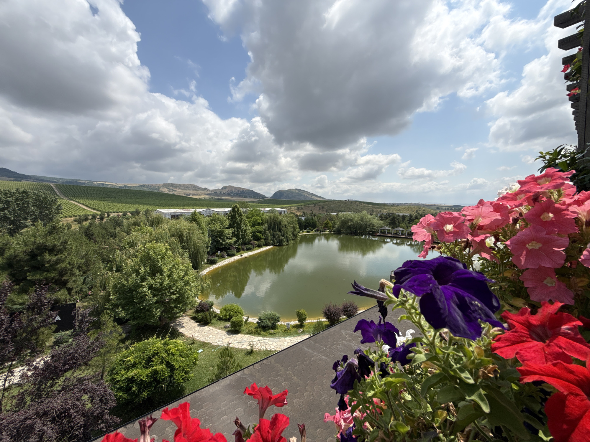 The image captures a serene landscape with a focus on a body of water and surrounding greenery. In the foreground, vibrant petunia flowers in shades of pink, purple, and red cascade over a dark, textured railing, partially obscuring the view. Beyond the flowers, a tranquil, greenish lake is visible, bordered by a winding stone pathway and lush vegetation. The middle ground features a variety of trees, including weeping willows and evergreens, interspersed with manicured bushes. In the background, rolling hills dominate the horizon, with some appearing to be cultivated vineyards, and a few low-rise structures are present. The sky is a mix of bright blue and dramatic, puffy white clouds, suggesting fair weather with some cloud cover. The scene appears to be set in Mirikənd, Azerbaijan, likely a resort or winery given the vineyard and landscaped grounds. There are no people or animals visible in the frame.